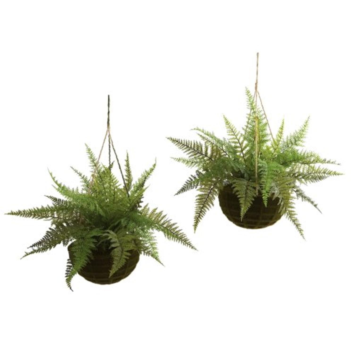 Evergreen Fern Duo in Mossy Plastic Hanging Baskets for Indoor/Outdoor