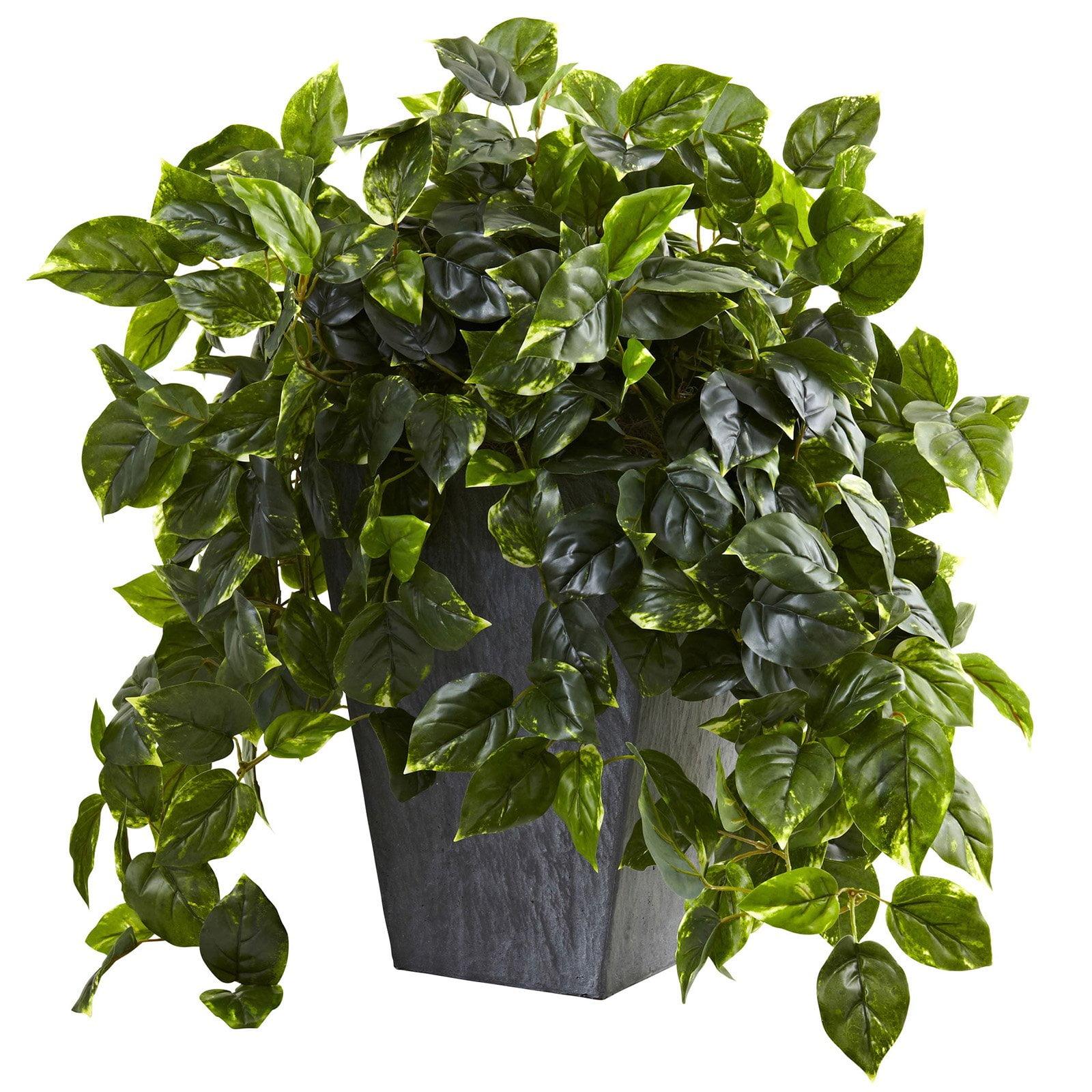 UV-Resistant Richly Colored Pothos in Modern Slate Planter, Indoor/Outdoor