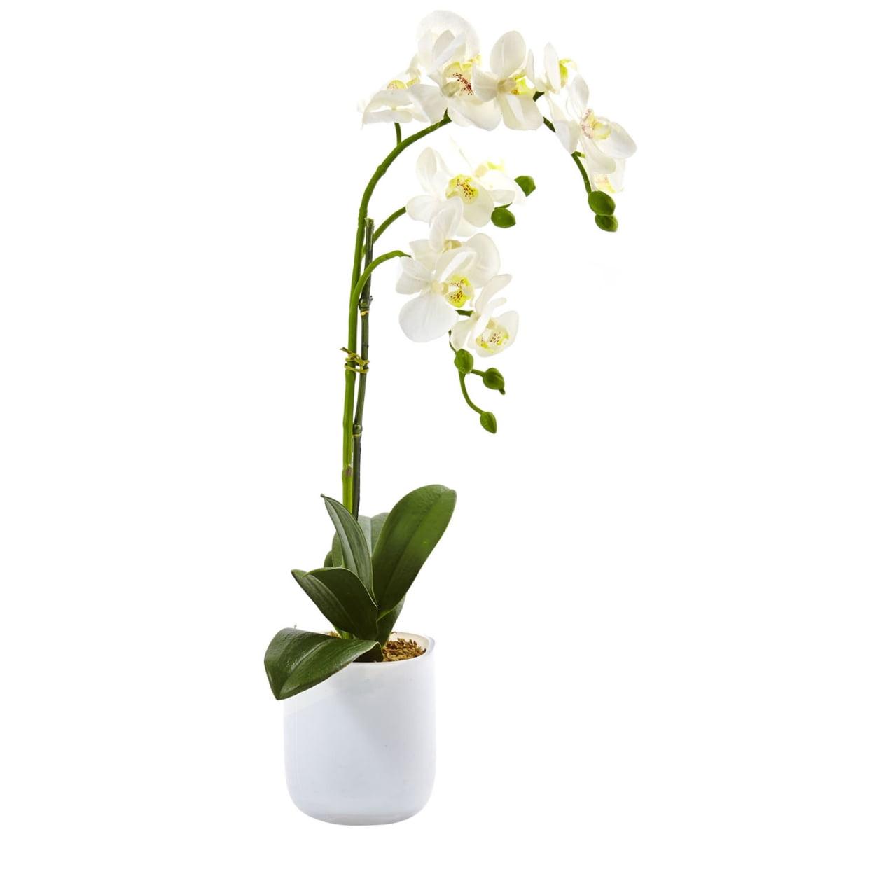 White Phalaenopsis Orchid in Frosted Glass Vase, 8" Tall