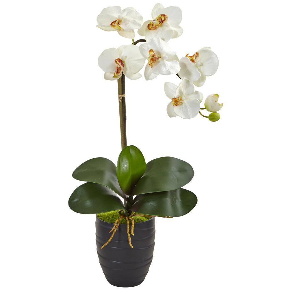 Elegant White Orchid in Black Fluted Vase