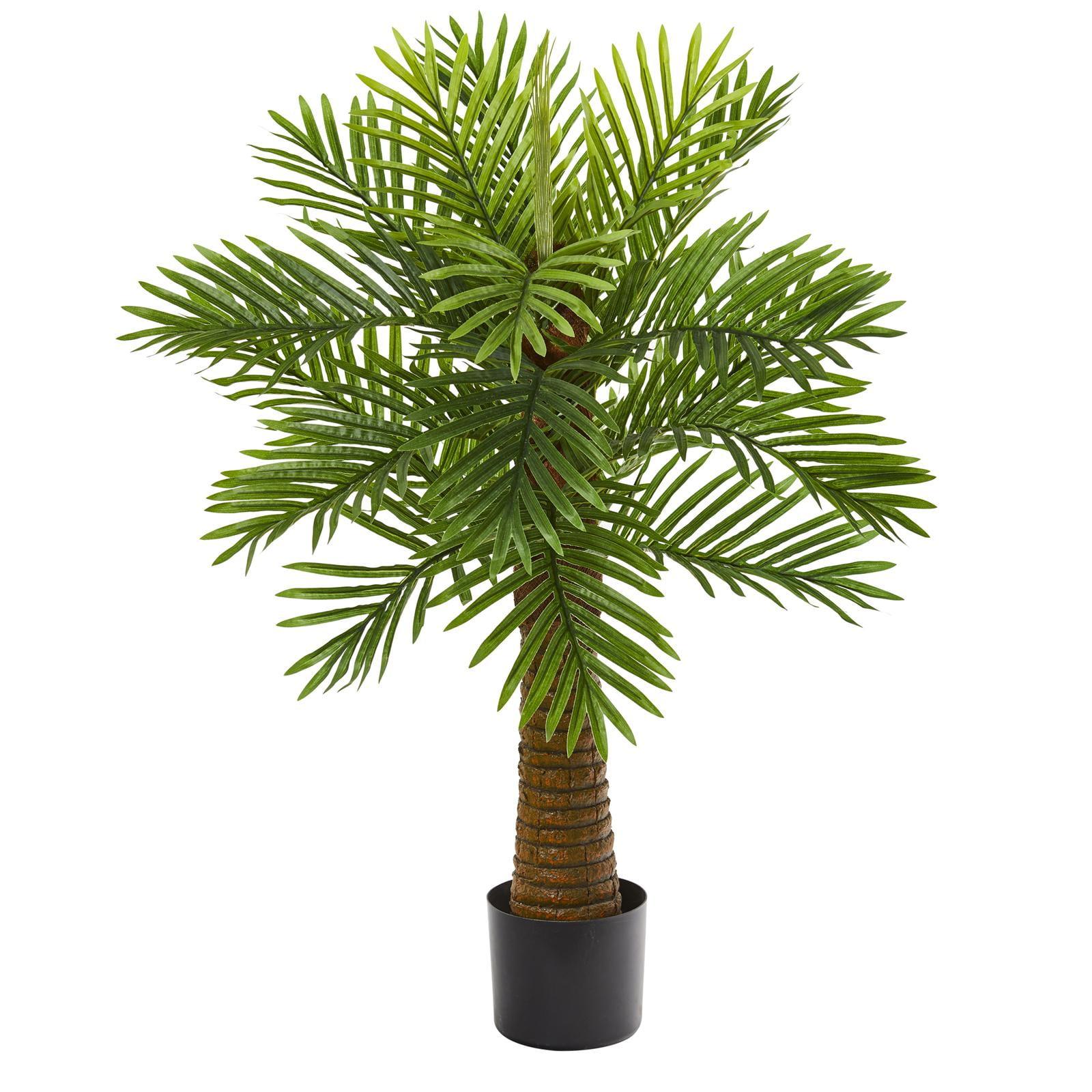 Lush Tropical Oasis 3' Robellini Palm with Textured Trunk