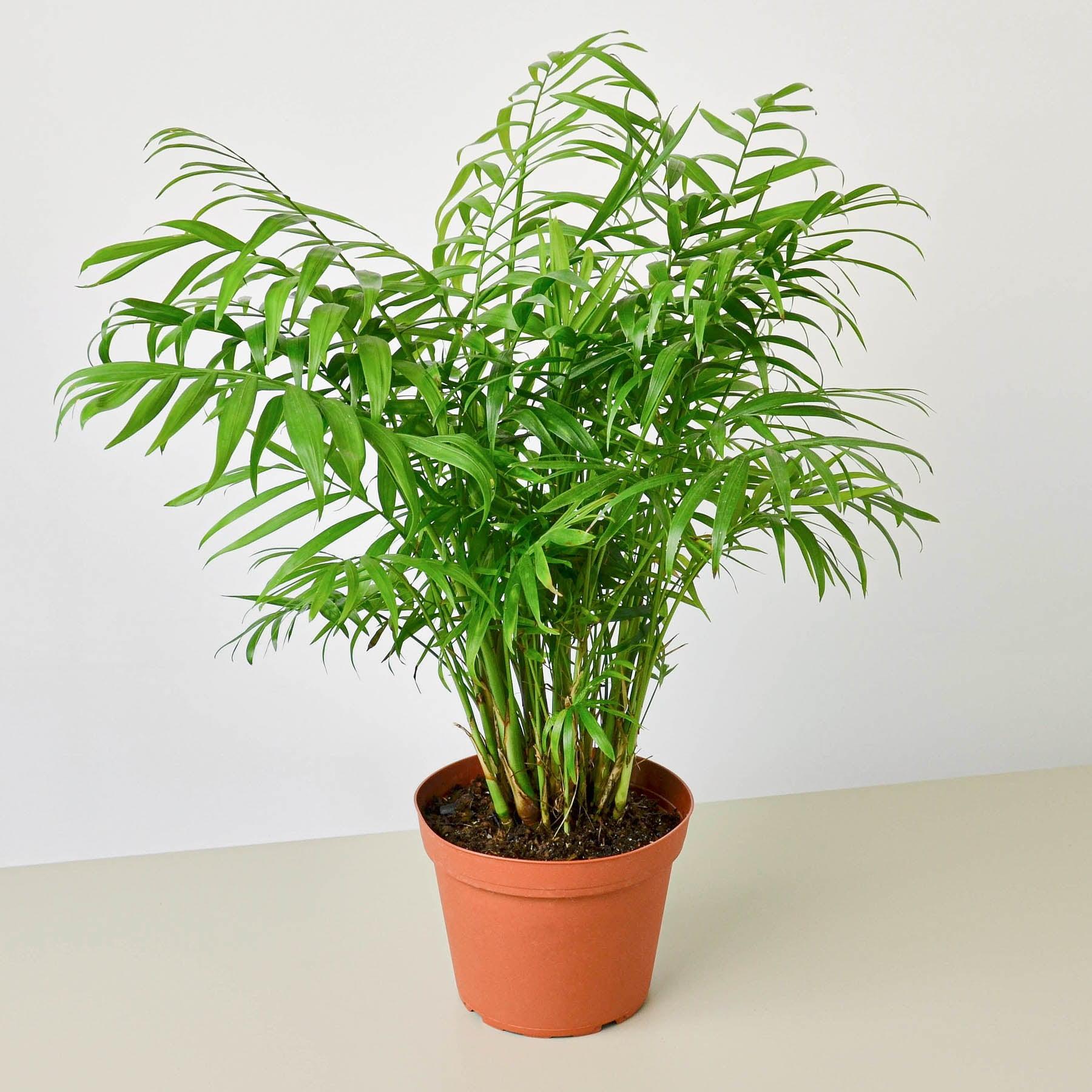 Chamaedorea Elegans Parlor Palm in 6" Nursery Pot