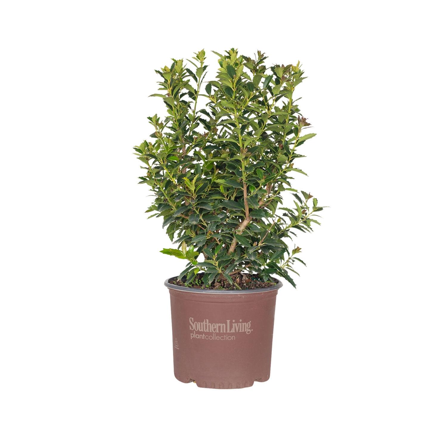 Oakland Holly Evergreen Shrub with Glossy Green Foliage, 3 Gallon