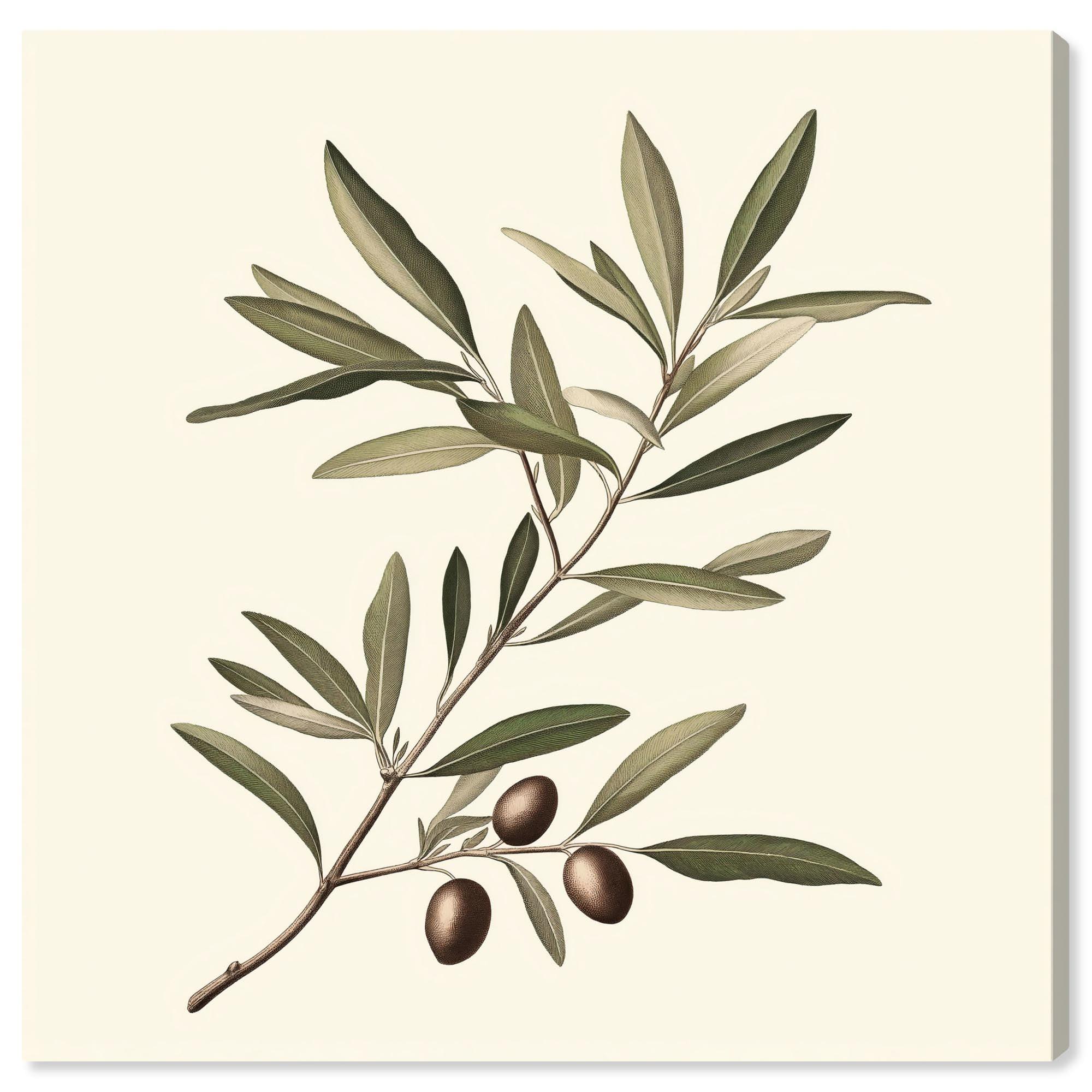Art Remedy Olive Branch Ballet I Canvas Vintage Botanic Art by Art Remedy | Wayfair