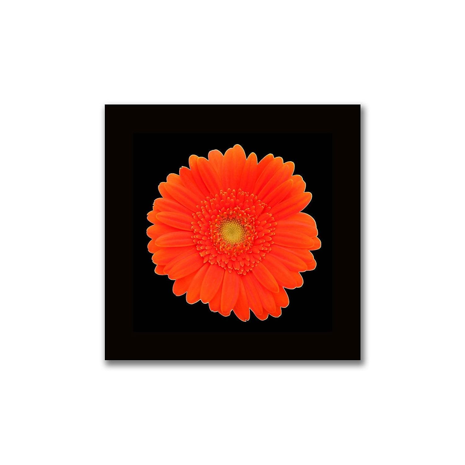 "Orange Gerber Daisy" Framed Graphic Art on Wrapped Canvas