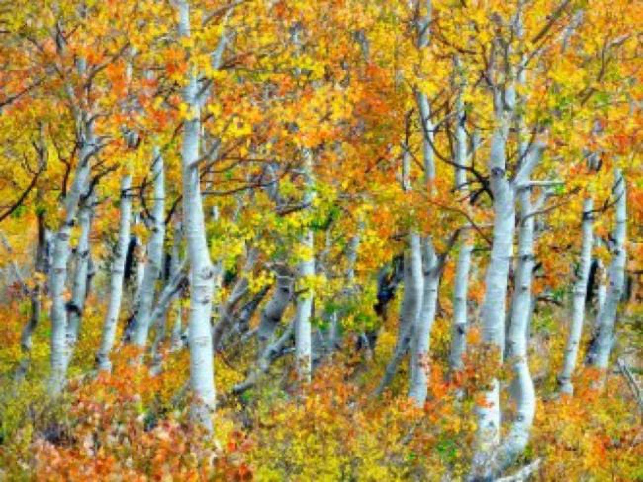 Outdoor Living and Style Yellow and White Trunks of Aspen Trees Outdoor Canvas Rectangular Wall Art