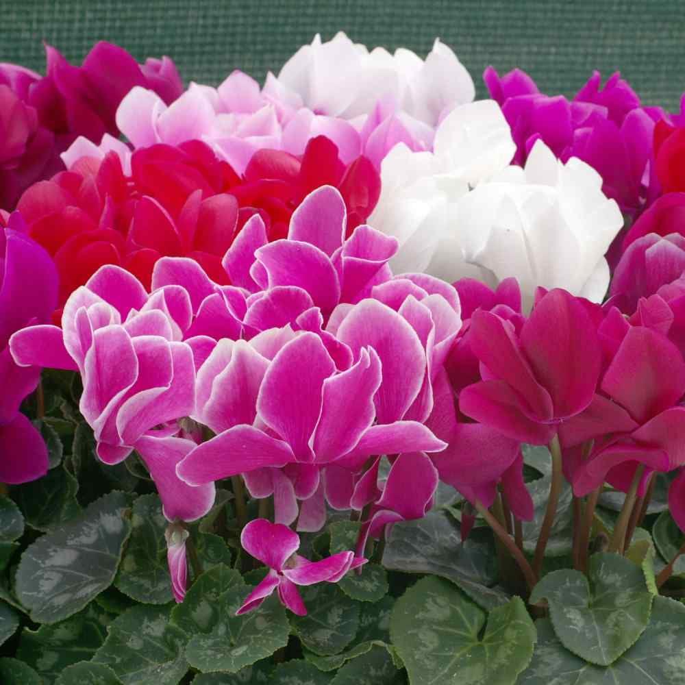 Outsidepride Annual Cyclamen Persicum for Partial Shade - 100 Seeds