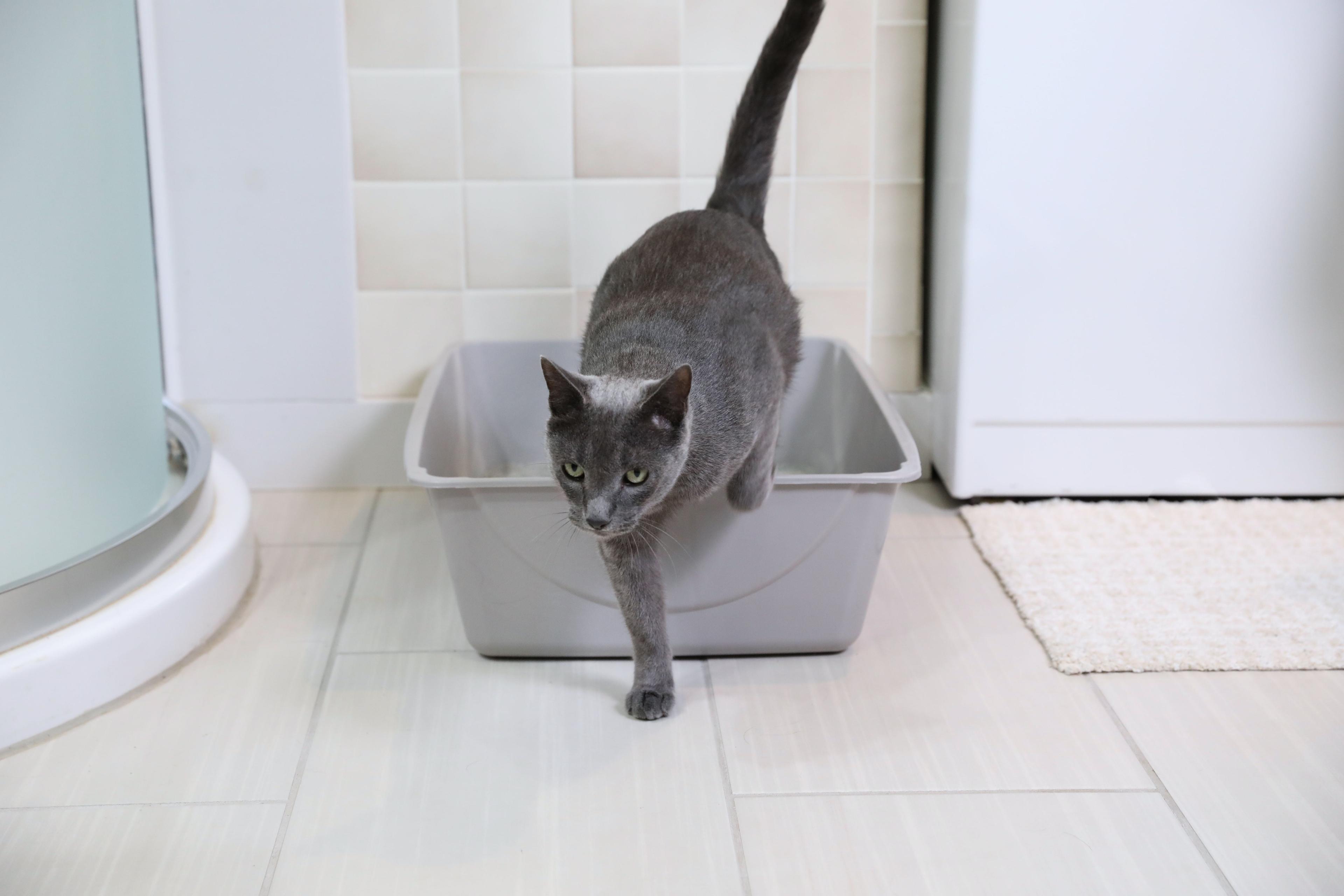 Petmate Plastic Litter Box