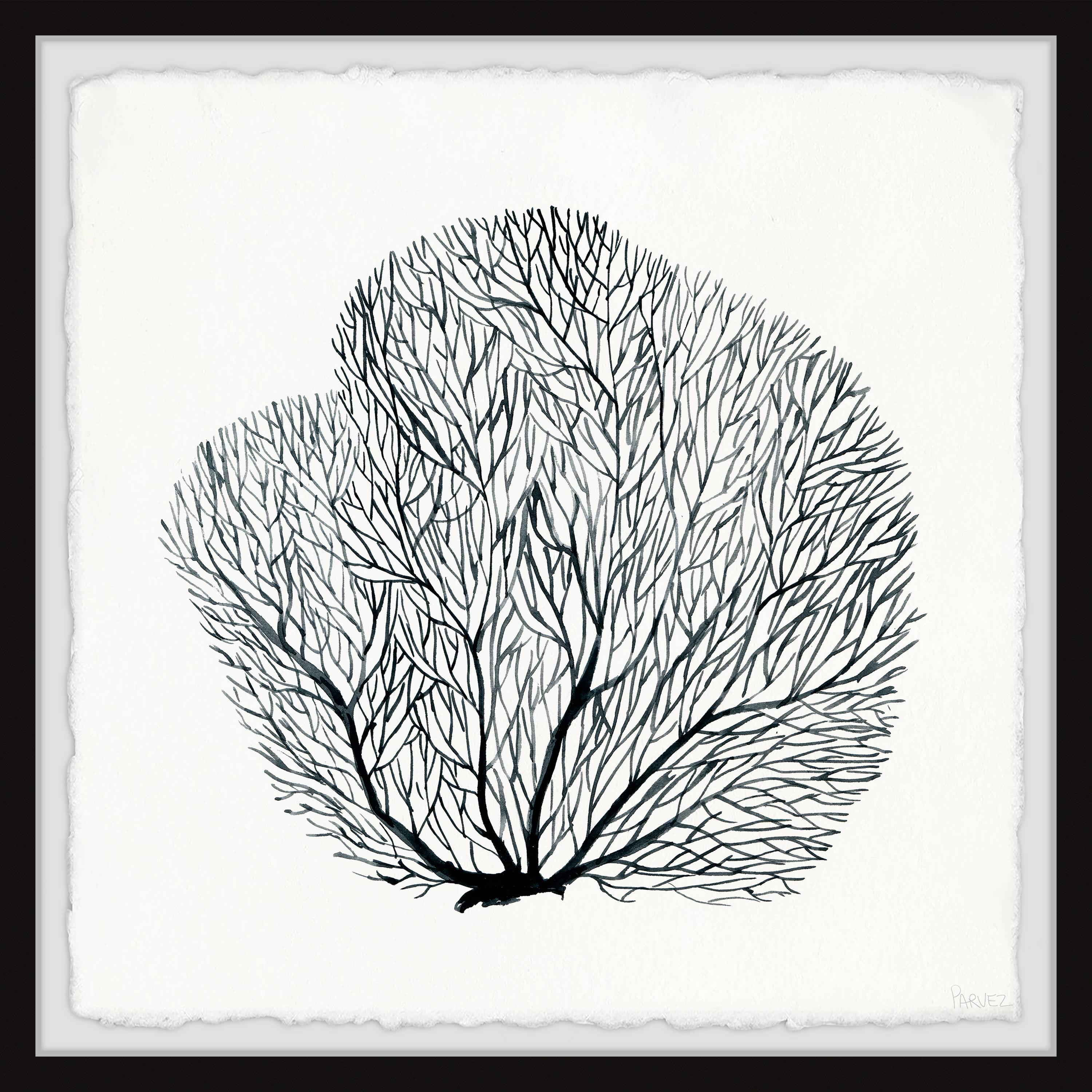 Parvez Taj " Sea Fern " by Parvez Taj