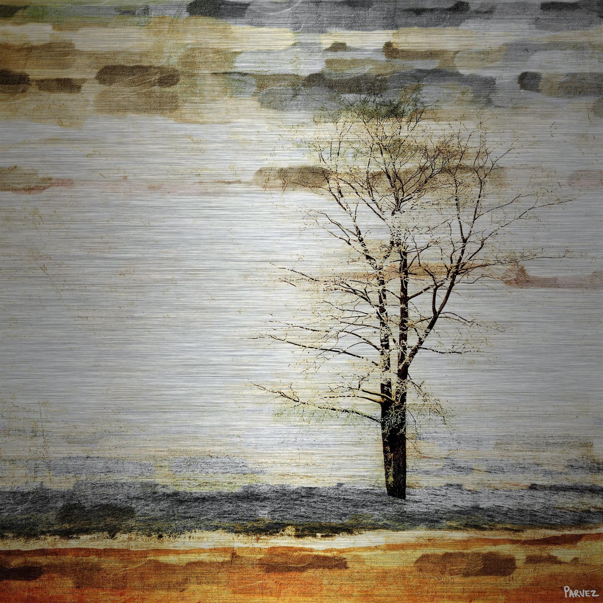 Parvez Taj Pt-Wnpw-49-Al-32 32" X 32" "Lone Tree" Art Print On Aluminum