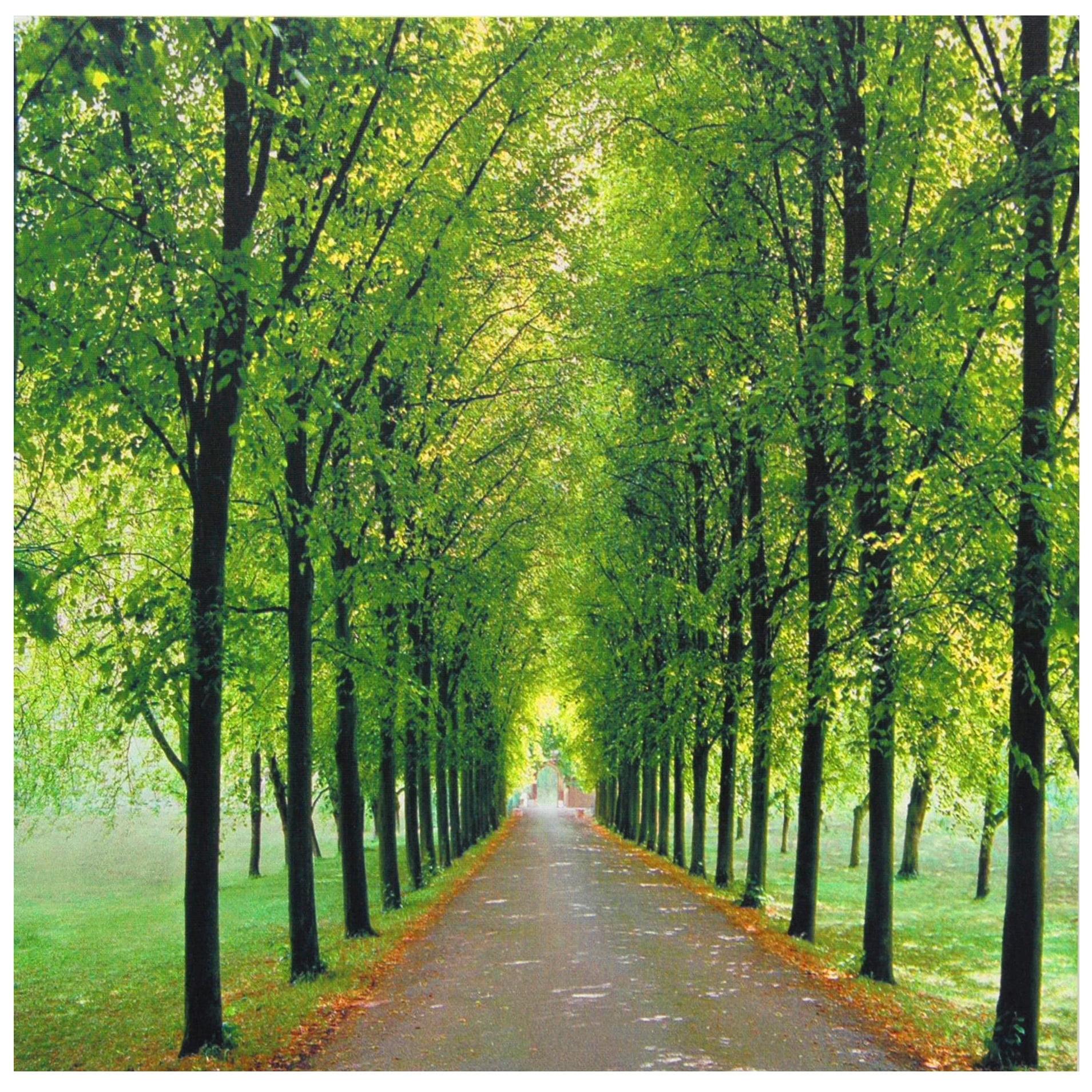 Path of Life Green Tree-Lined Avenue Canvas Print