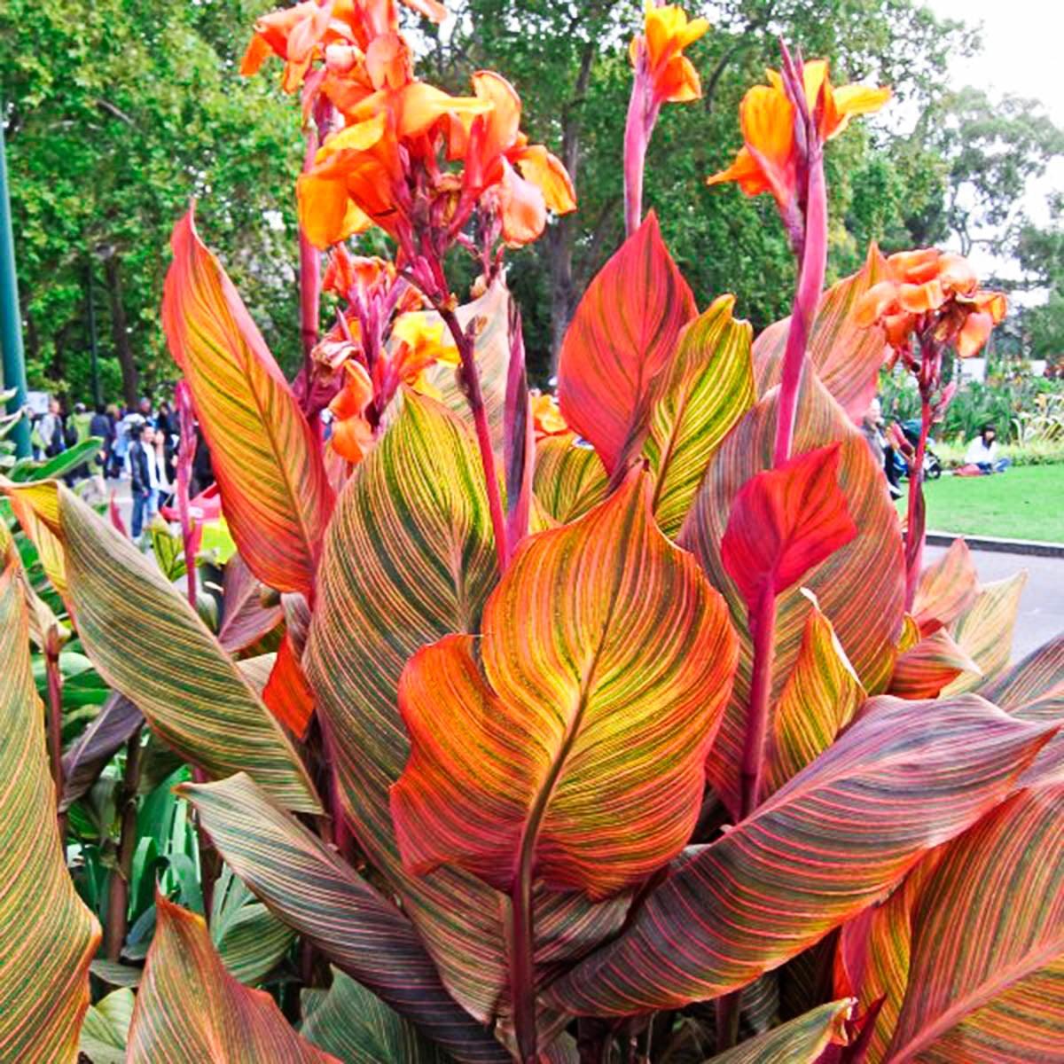 Phasion Giant Variegated Canna Lily Dormant Summer Flowering Bare Roots (3-Pack)