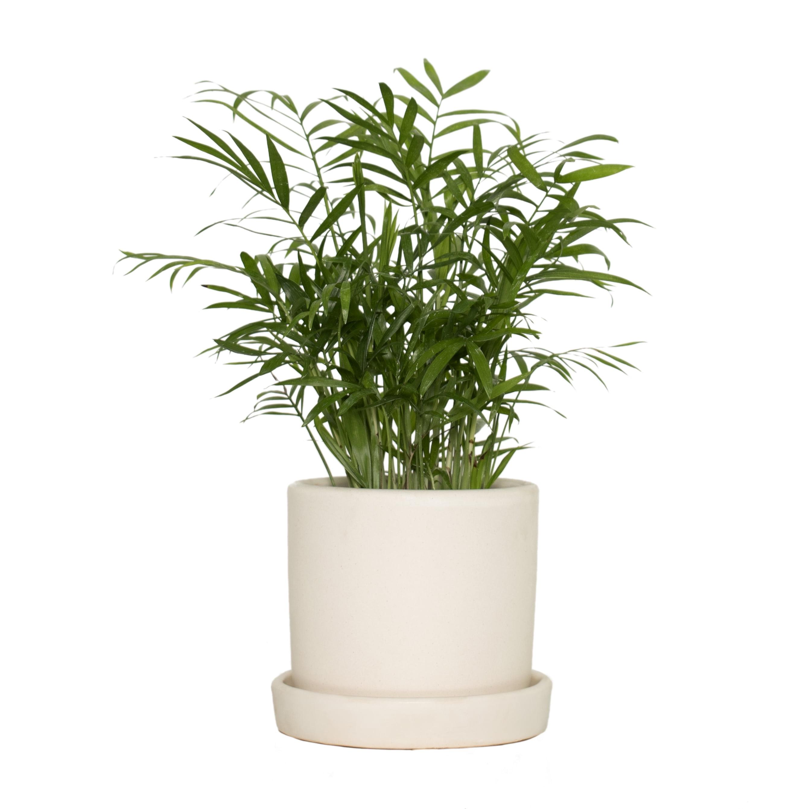 Large Parlor Palm in Cream Bamboo Planter