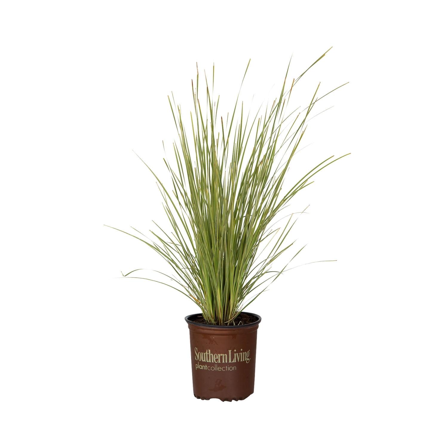 Southern Living Platinum Beauty Lomandra 'Mat Rush' Live Shrub in 2.5-Quart Grower Pot