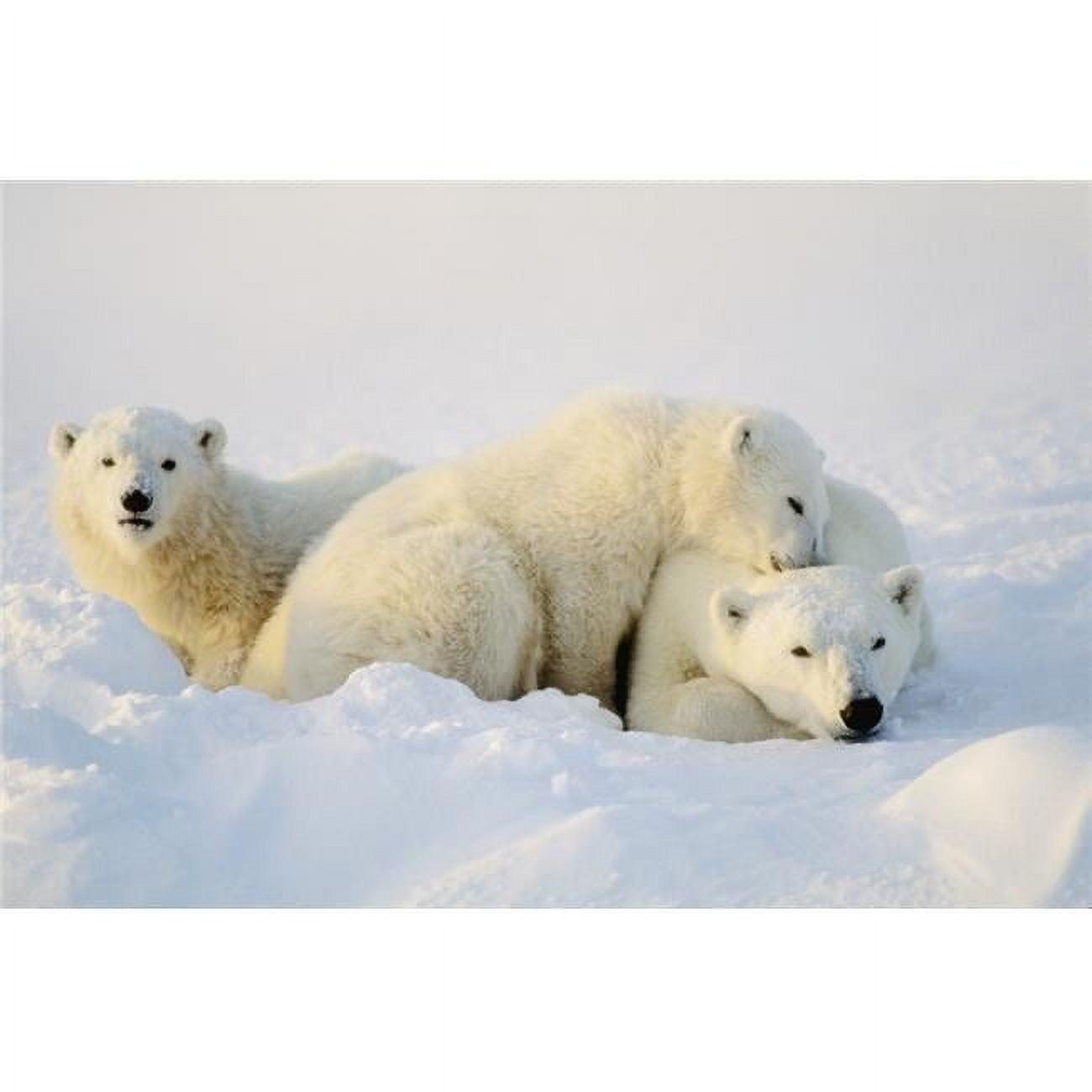 Polar Bears in Snow 17 x 11 Poster Print