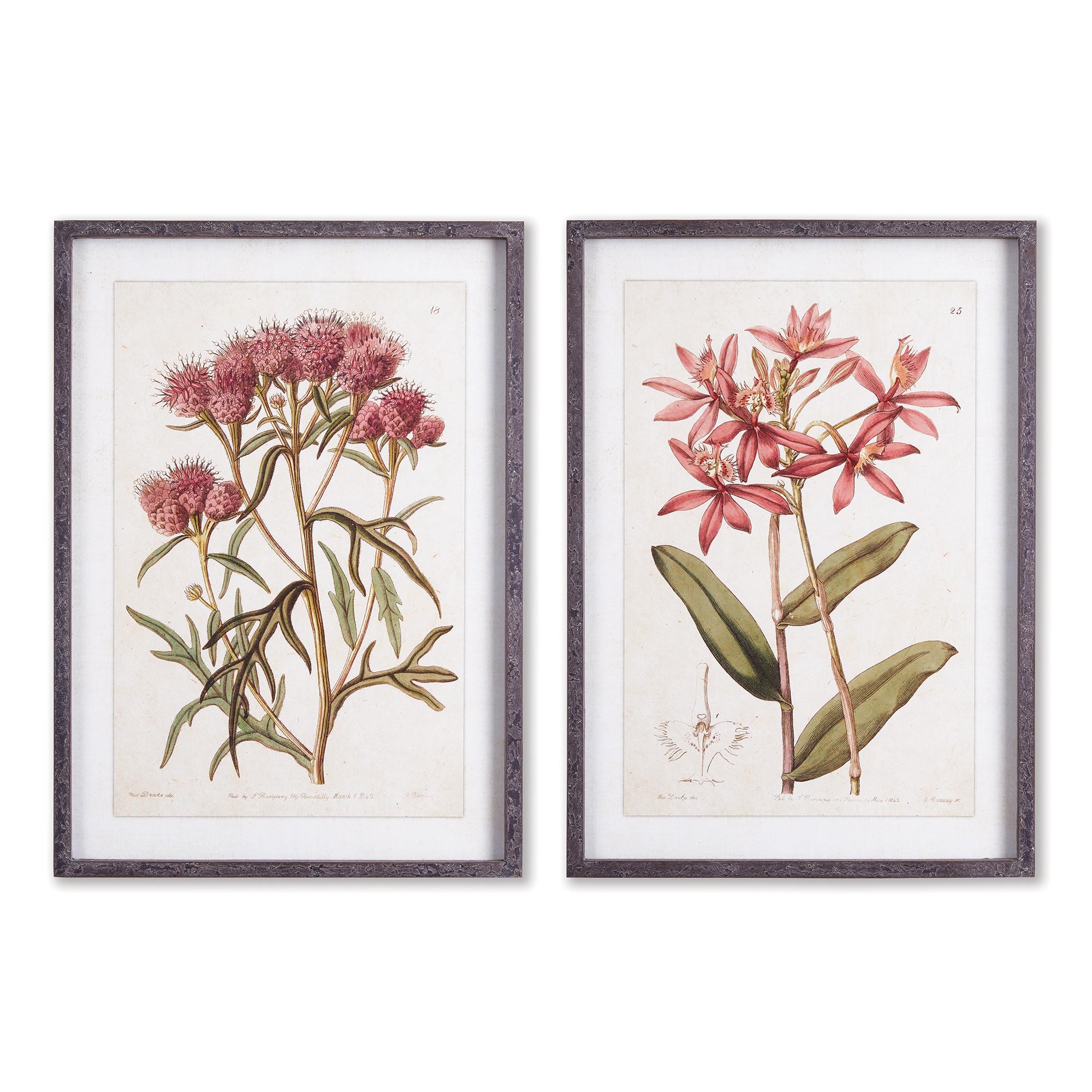 Plum & Post Pretty In Pink Vintage Prints, Set Of 2