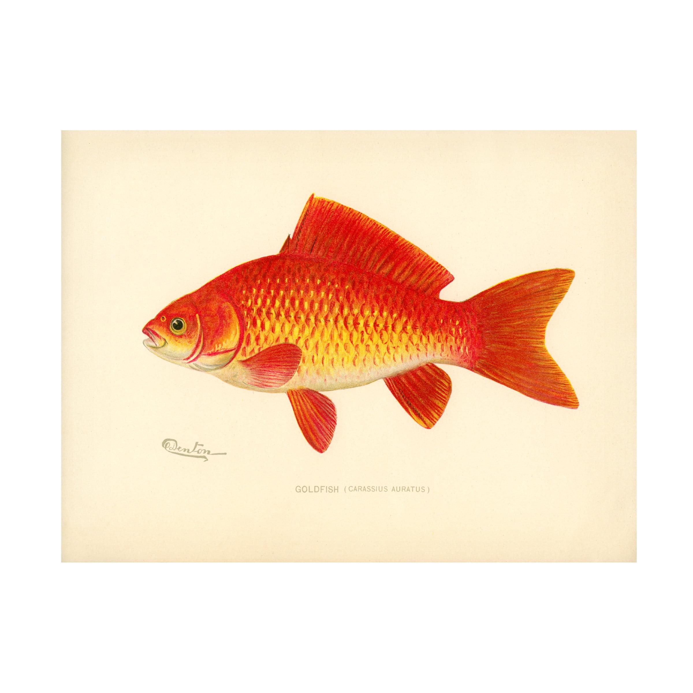 Print Collection 'Goldfish' Canvas Art