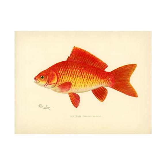 Print Collection 'Goldfish' Canvas Art