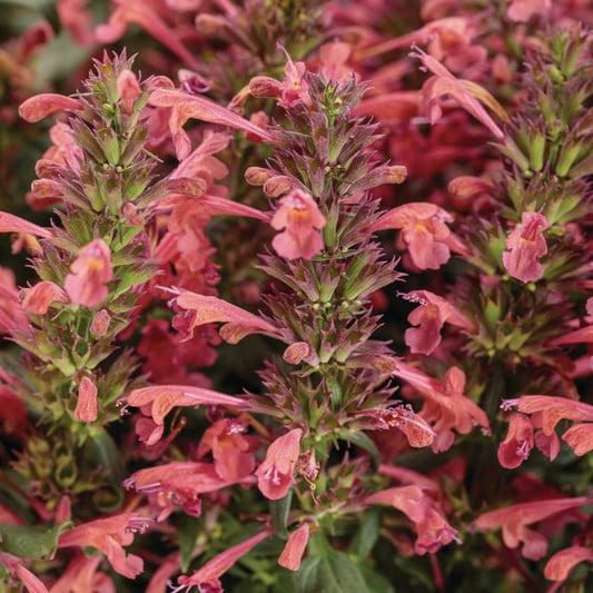 Proven Winners 6" Pink 'Maestro Coral' Hyssop (Agastache hybrid) Annual Live Plant in 4.94" Eco+ Grande Pots (4 Count)