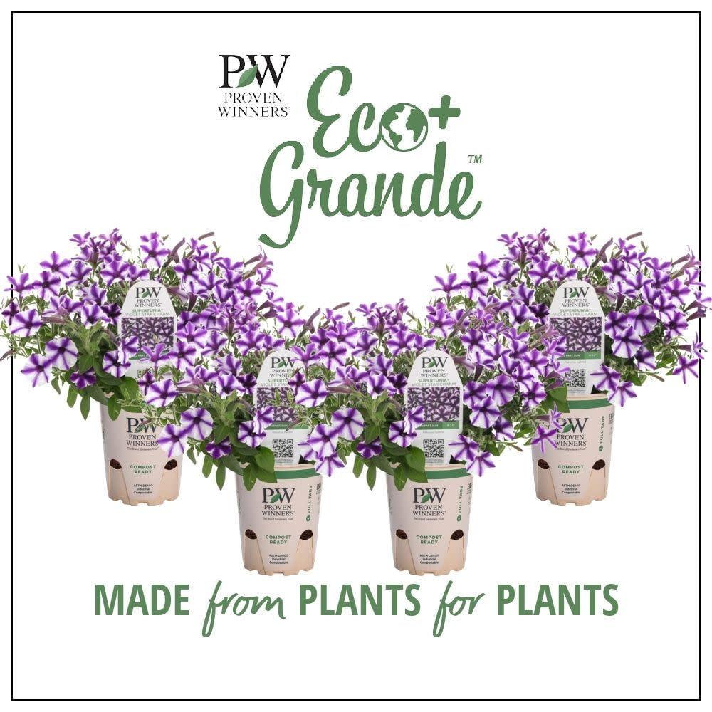 Proven Winners 6" Purple Supertunia Mini Vista Violet Star Petunia (Petunia hybrid) Annual Live Plant in 4.94" Eco+ Grande Pots (4 Count)