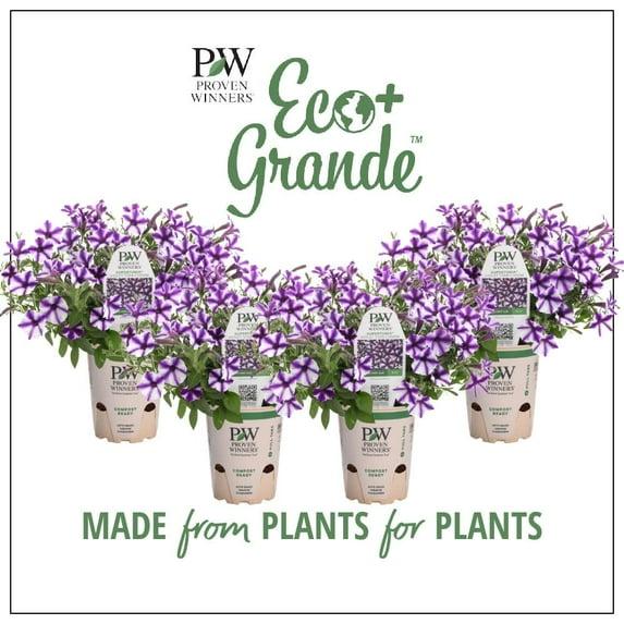 Proven Winners 6" Purple Supertunia Mini Vista Violet Star Petunia (Petunia hybrid) Annual Live Plant in 4.94" Eco+ Grande Pots (4 Count)