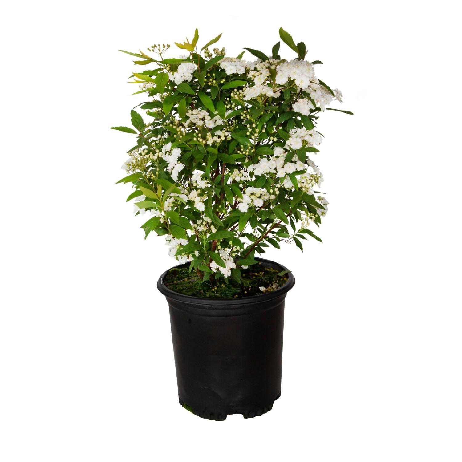 Reeves Bridal Wreath Spirea (2.5 Quart) White Blooming Deciduous Shrub - Full Sun Live Outdoor Plant