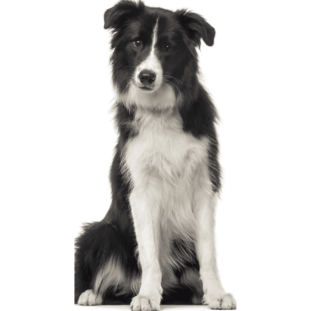 Life-Size Black and White Collie Dog Cardboard Standee