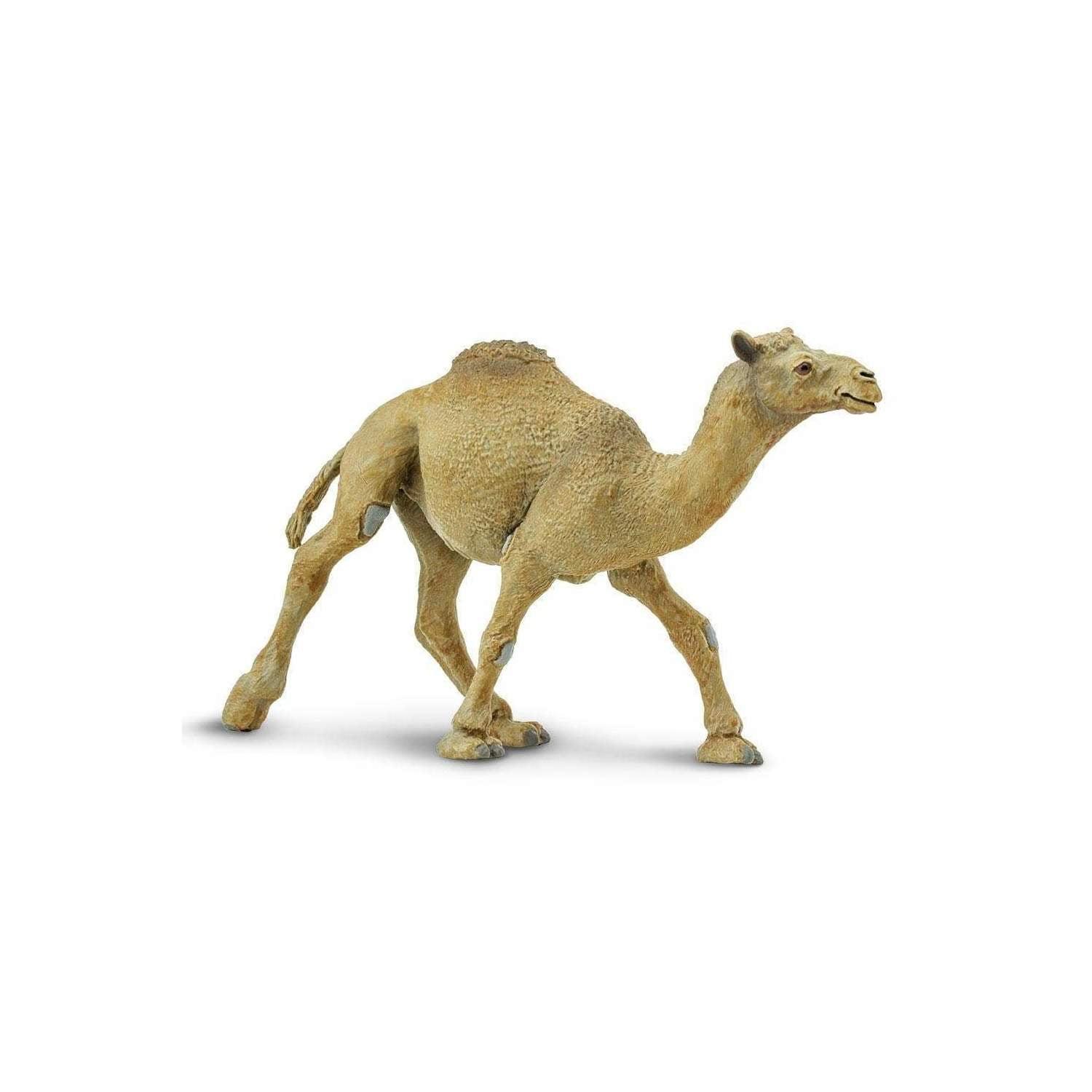 Safari Ltd. Dromedary Camel Figurine - Lifelike 5.75" Model Figure - Educational Toy for Boys, Girls, and Kids Ages 3+