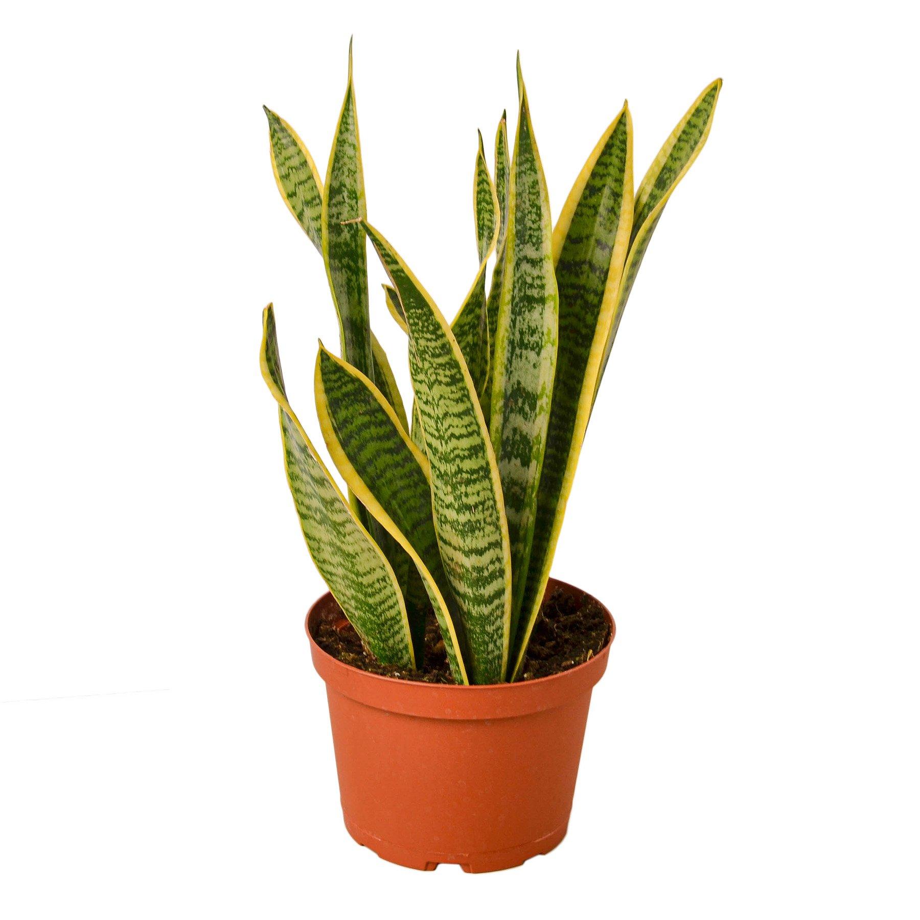 Sansevieria Laurentii 6" Pot Indoor Outdoor Houseplant