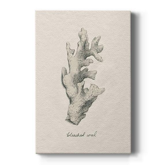 Shore Treasure Study II Premium Gallery Wrapped Canvas - Ready to Hang