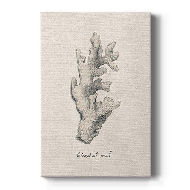 Shore Treasure Study II Premium Gallery Wrapped Canvas - Ready to Hang