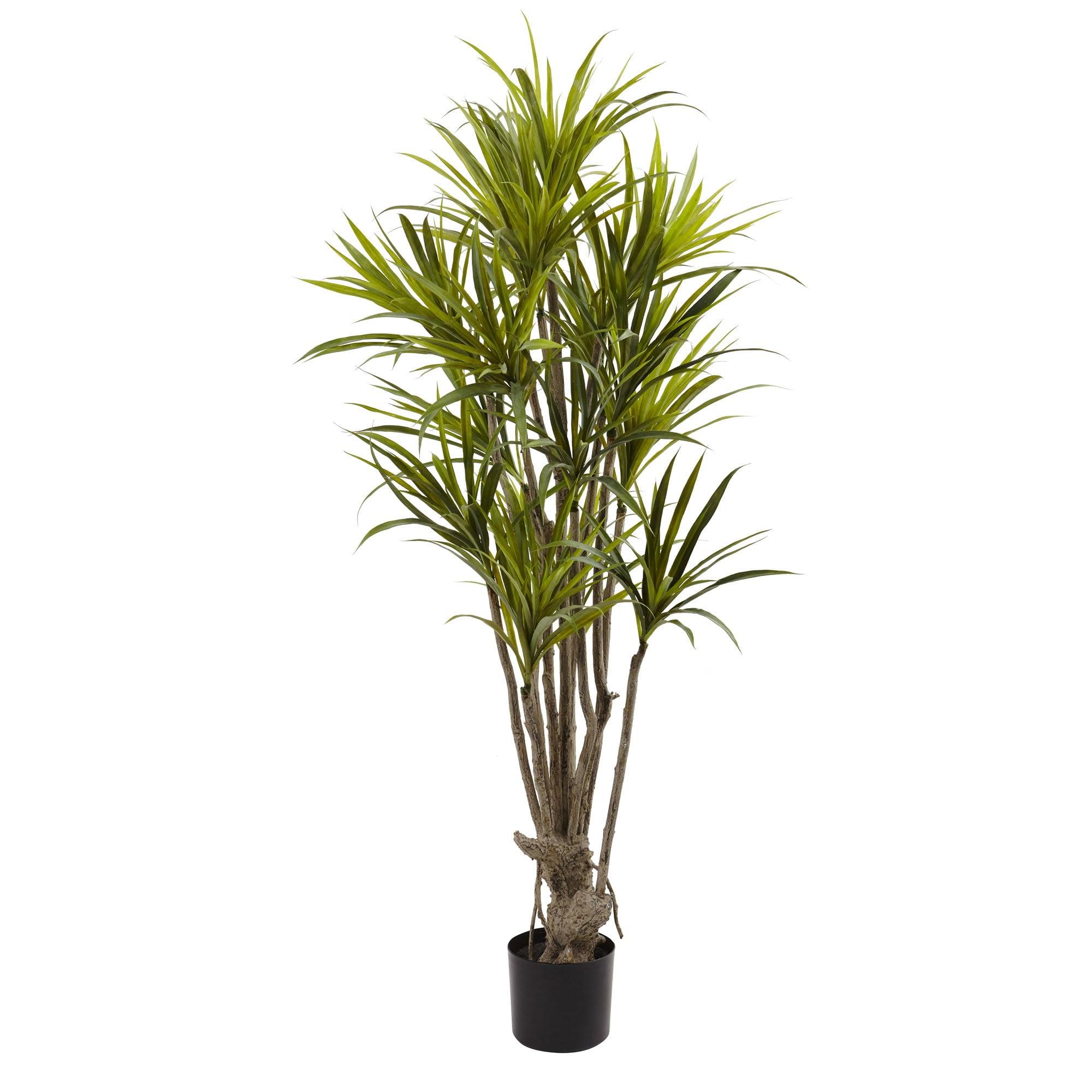 Tropical Dracaena Silk Tree in Plastic Pot - 63" High