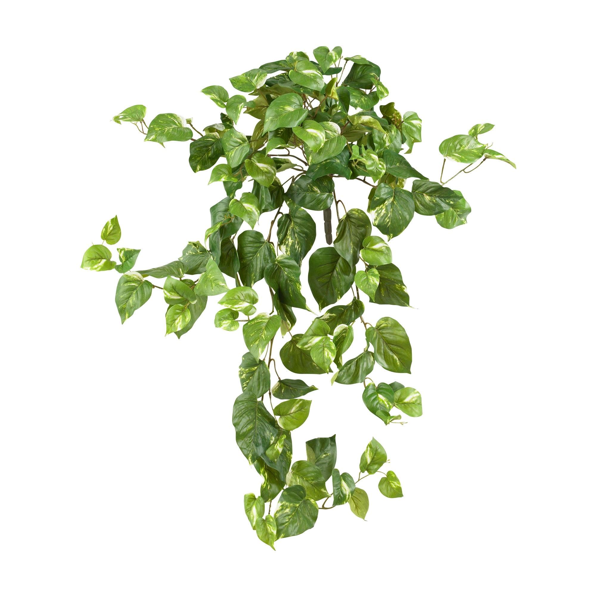 Verdant Heart-Shaped Variegated Pothos Hanging Bush Trio