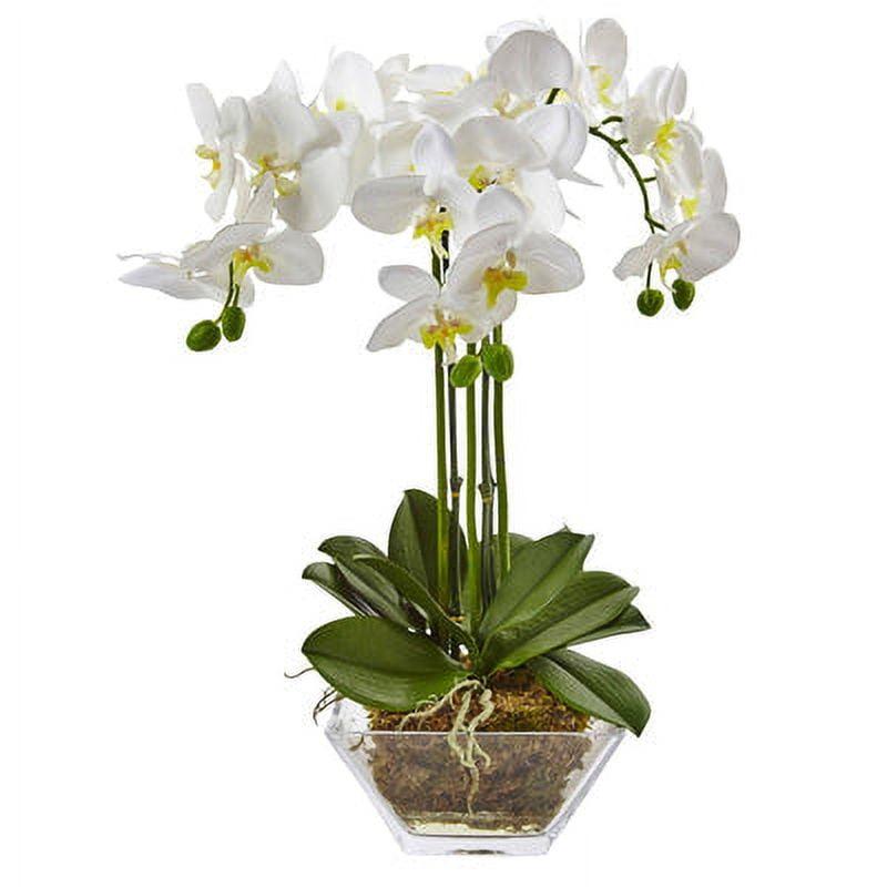 Elegant Triple Phalaenopsis Orchid in Clear Glass Vase - 24" White