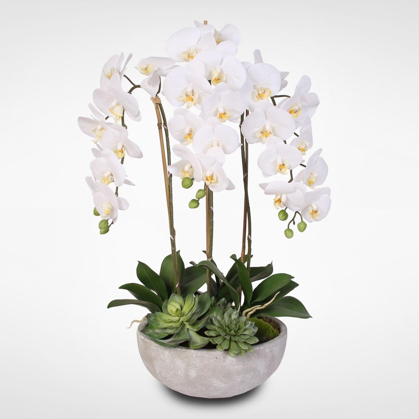 Elegant White Phalaenopsis Orchids & Succulents Stone Bowl Display