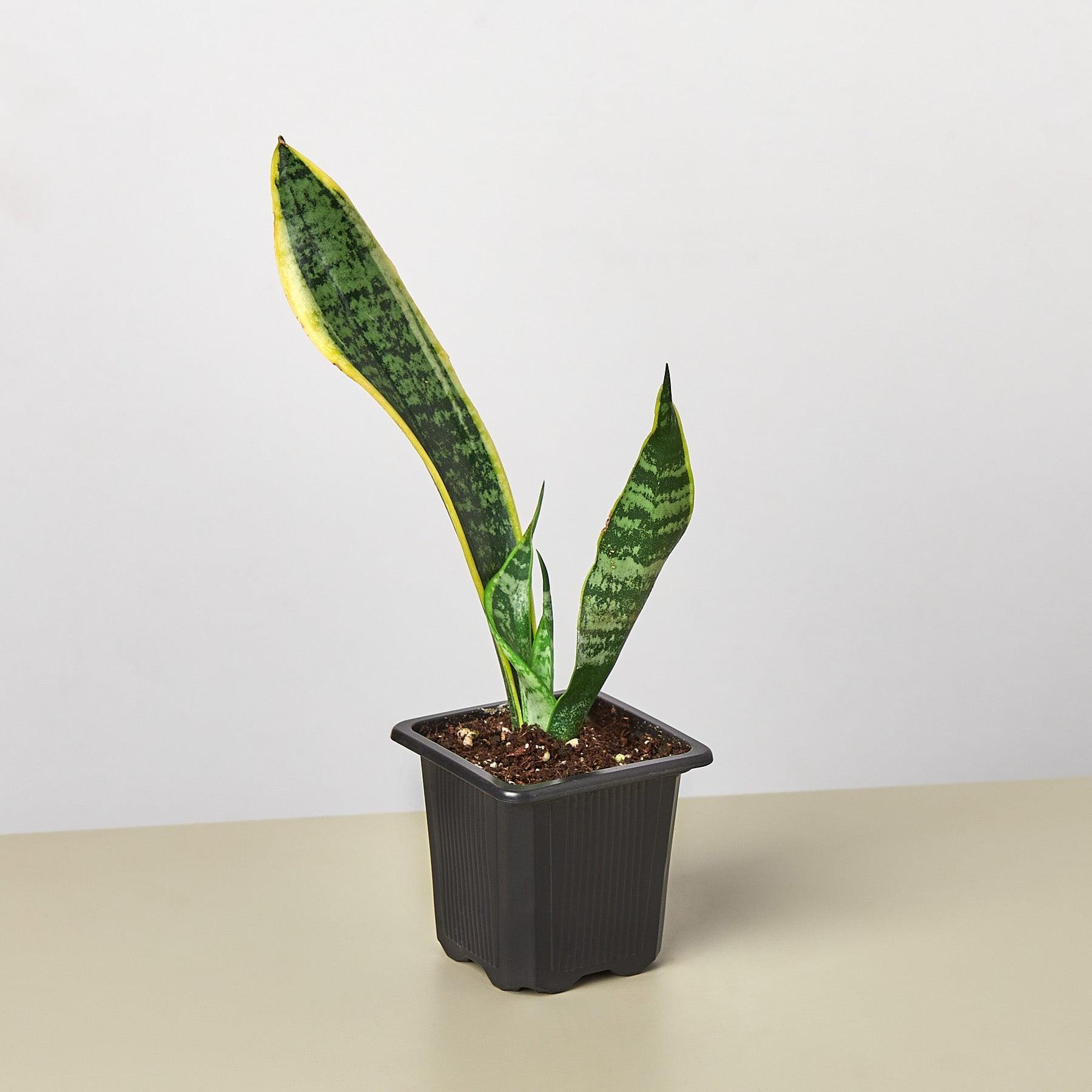 Snake Plant Laurentii in 3" Black Nursery Pot