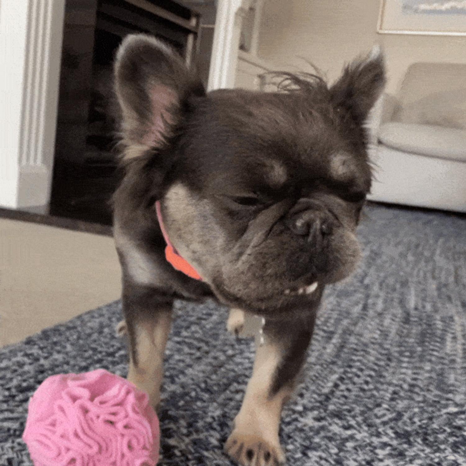 Snuffle Interactive Foraging Dog Puzzle Ball Toy for Puppy and Adult