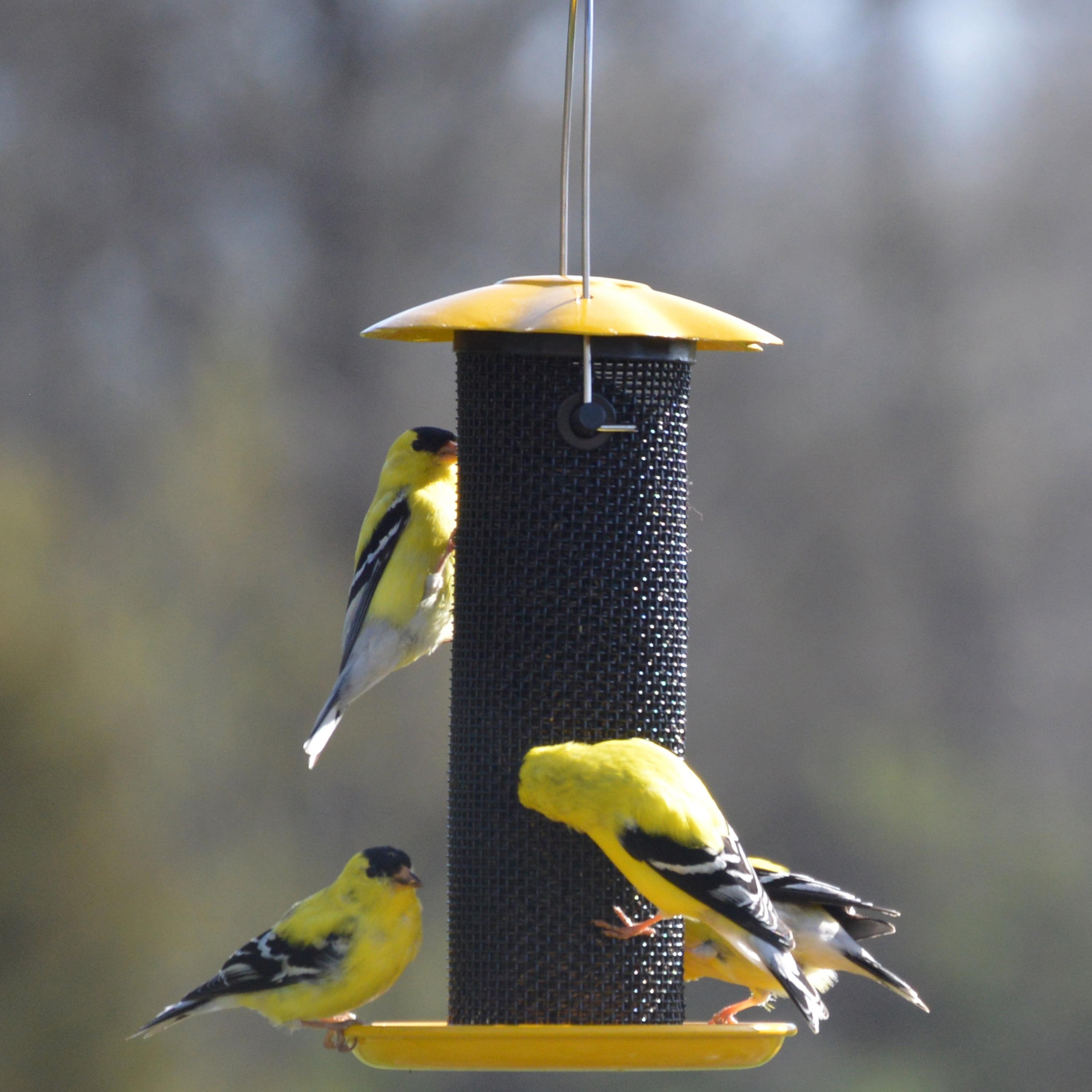 Petite Yellow Metal Hanging Thistle Bird Feeder