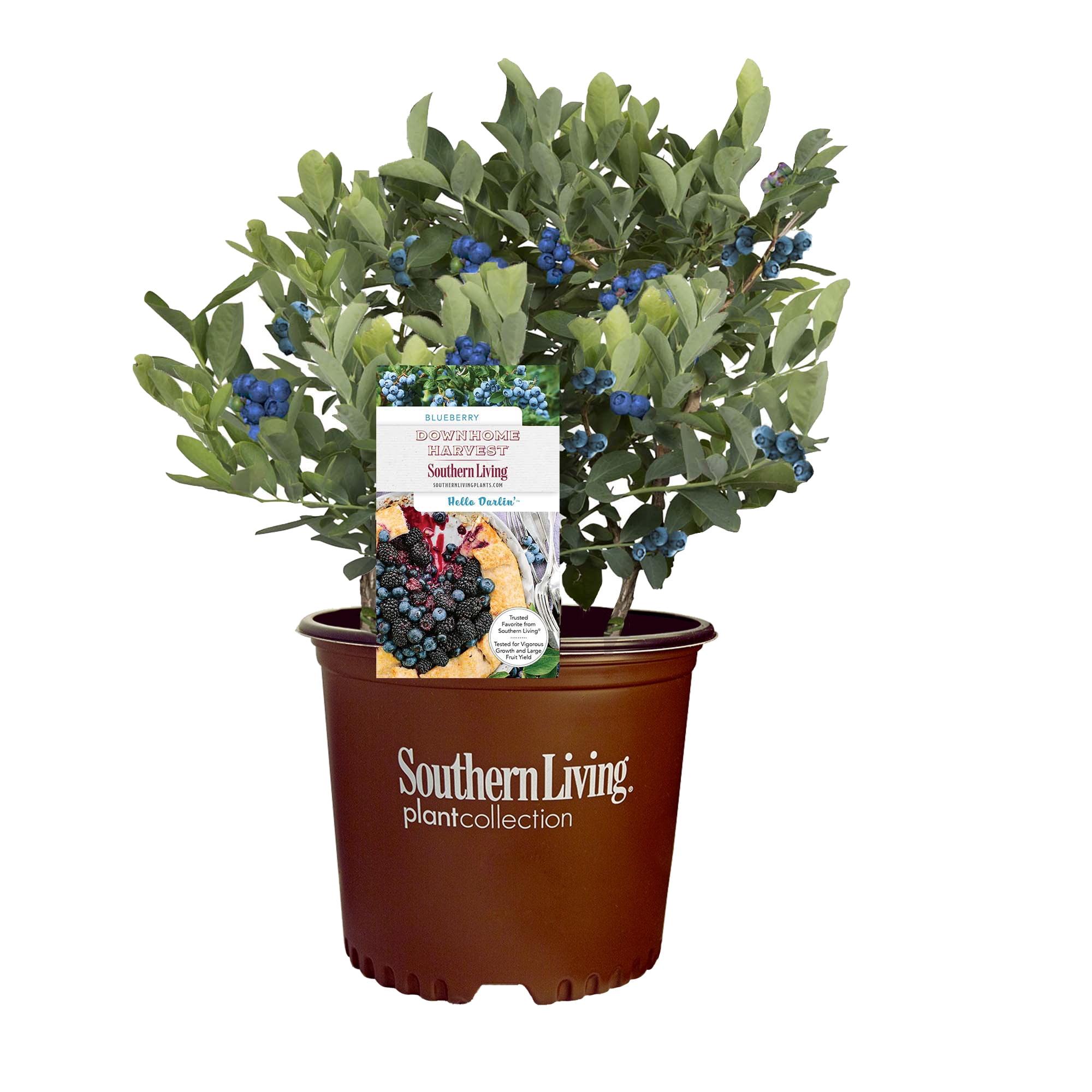 Southern Living Arbusto Vivo Hello Darlin de Arándanos en Maceta de Cultivo de 2 Galones