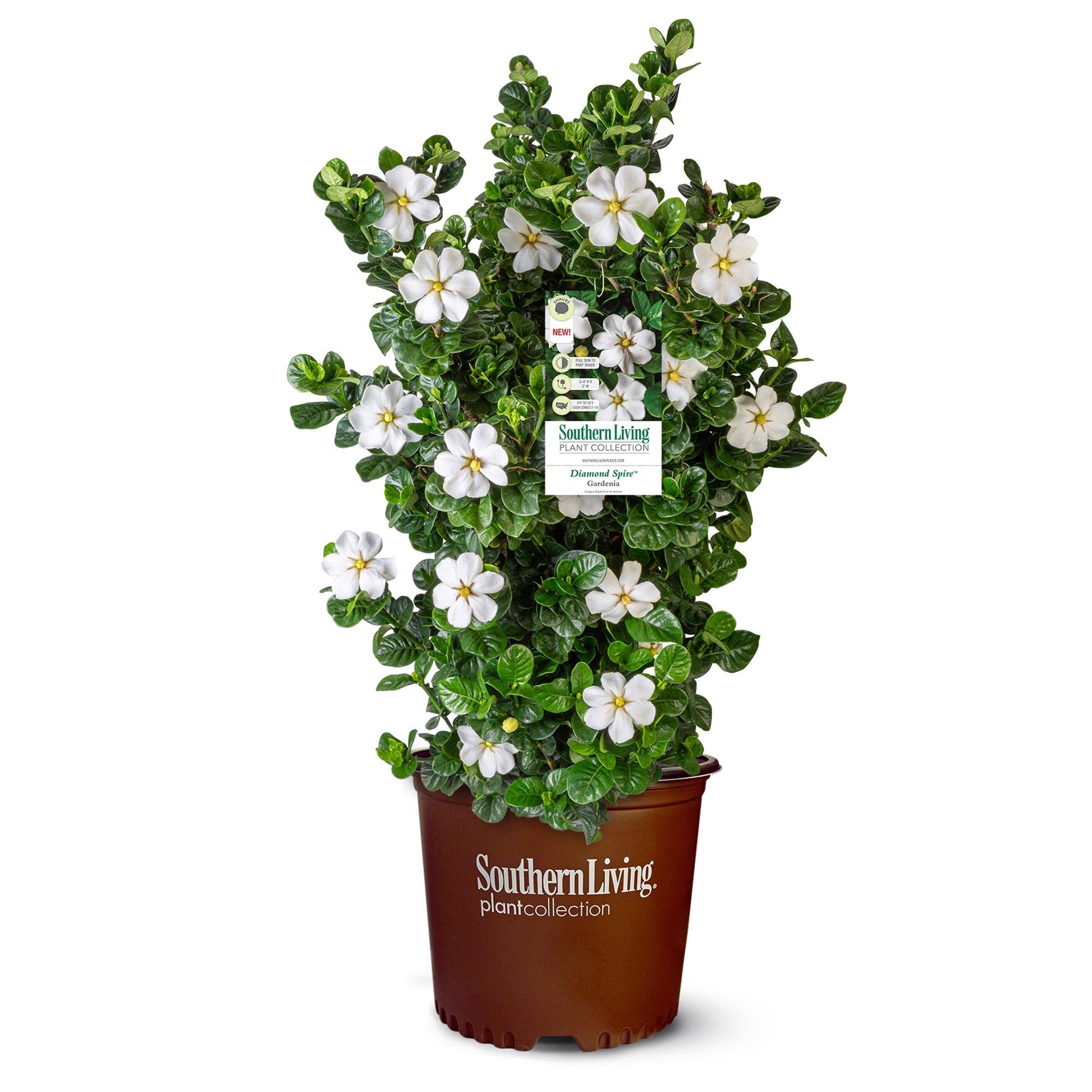 Diamond Spire Gardenia with White Blossoms in 2 Gallon Pot