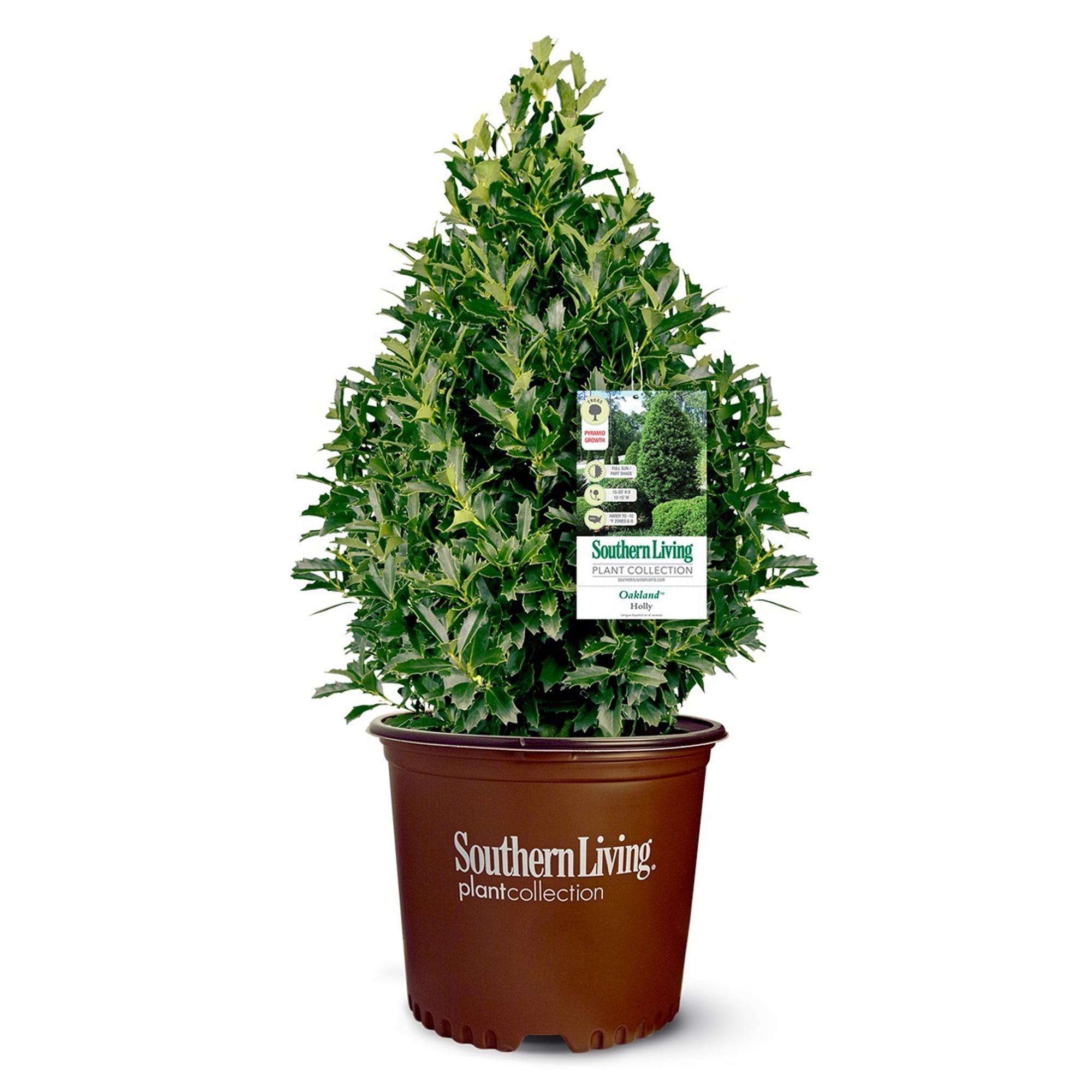 Oakland Holly Evergreen Shrub in 3-Gallon Container