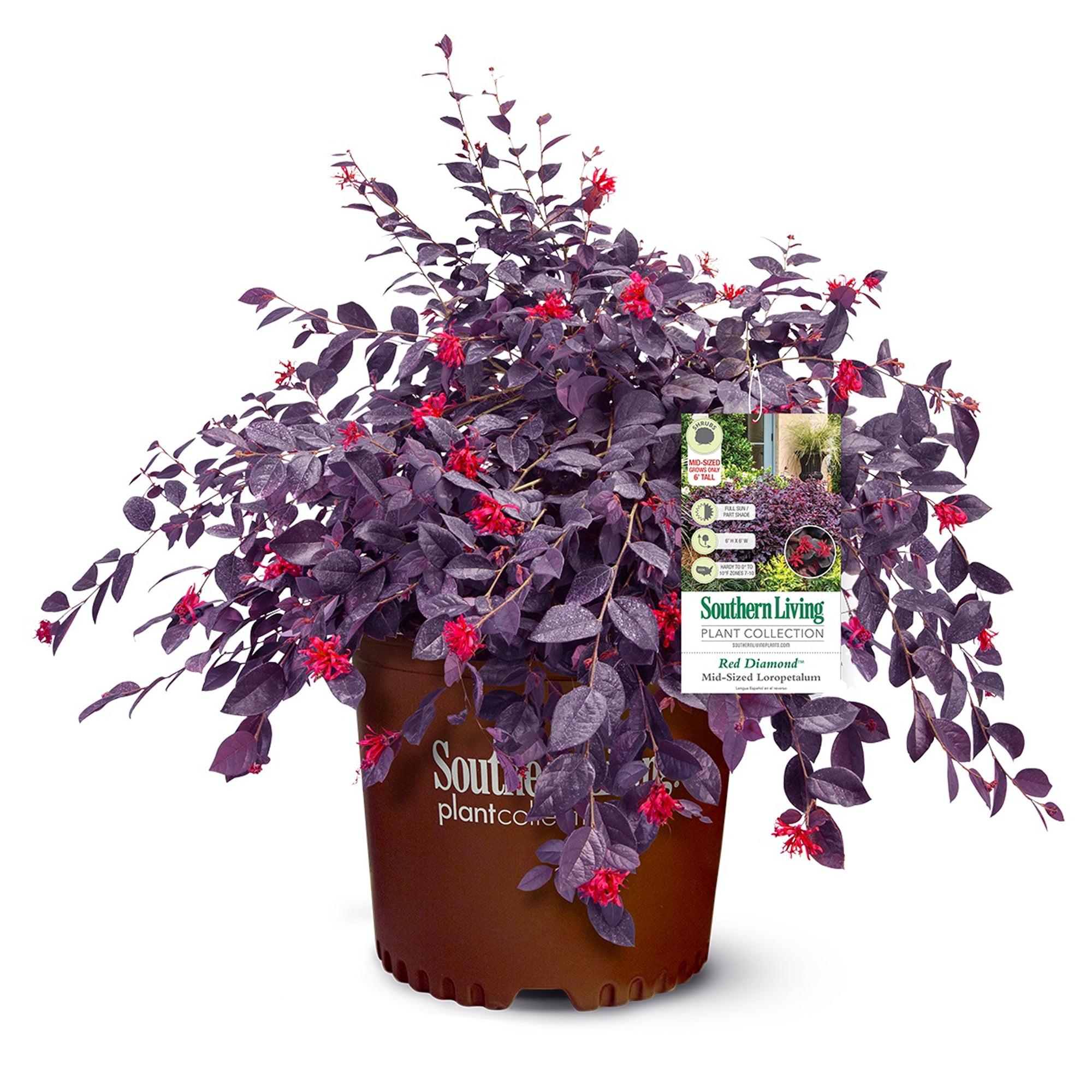 2 Gallon Red Diamond Loropetalum Evergreen Shrub