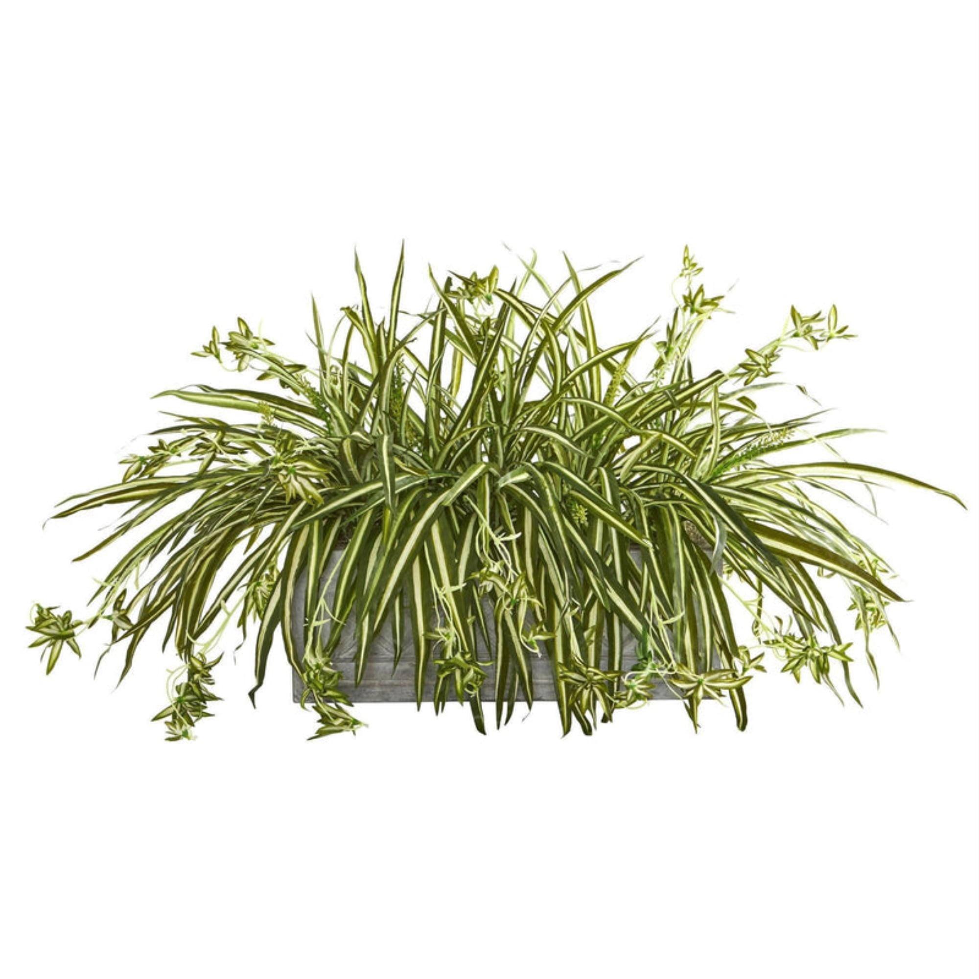 Variegated Spider Plant in Cement Planter