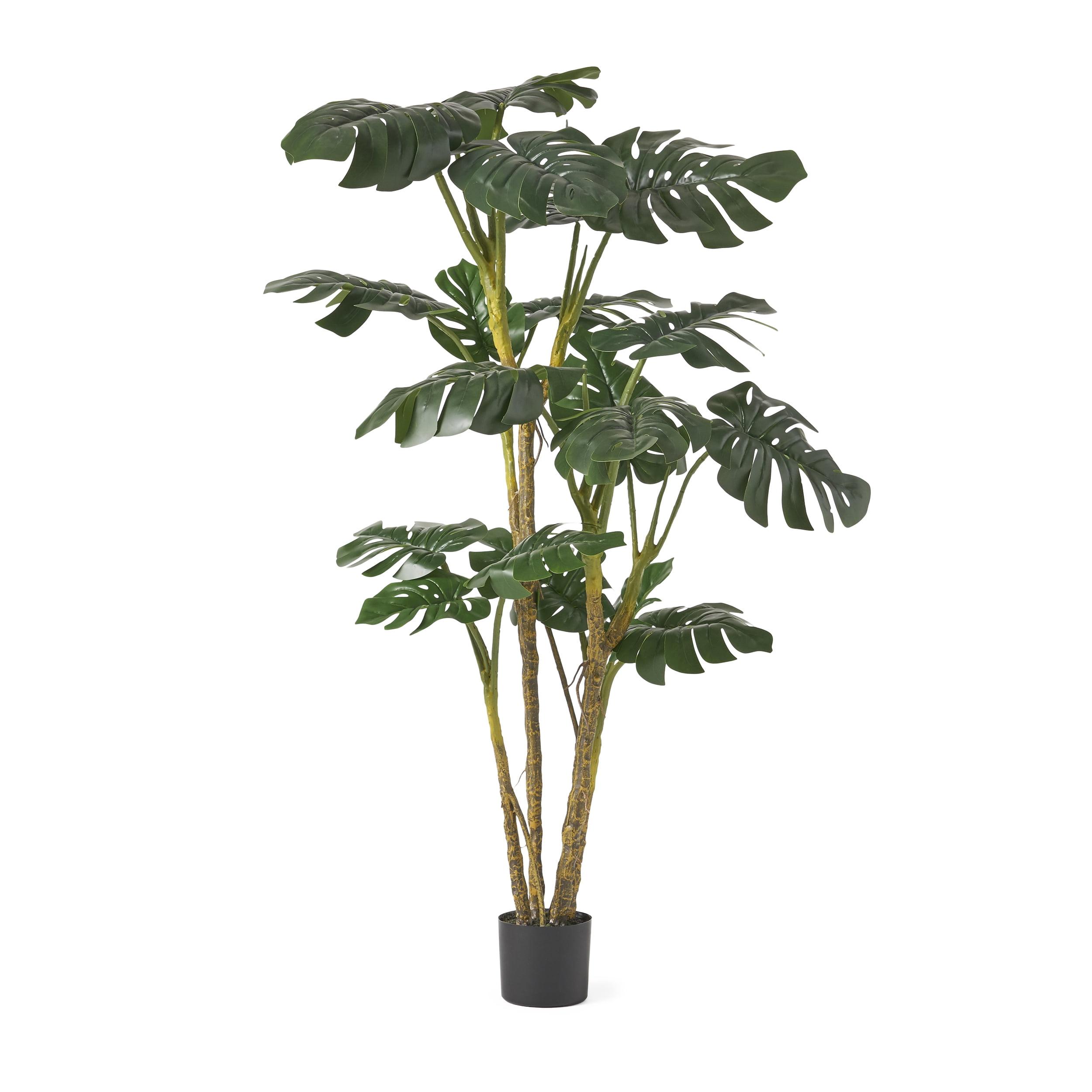 Tropical Elegance 71" Pre-Potted Black Monstera Tree