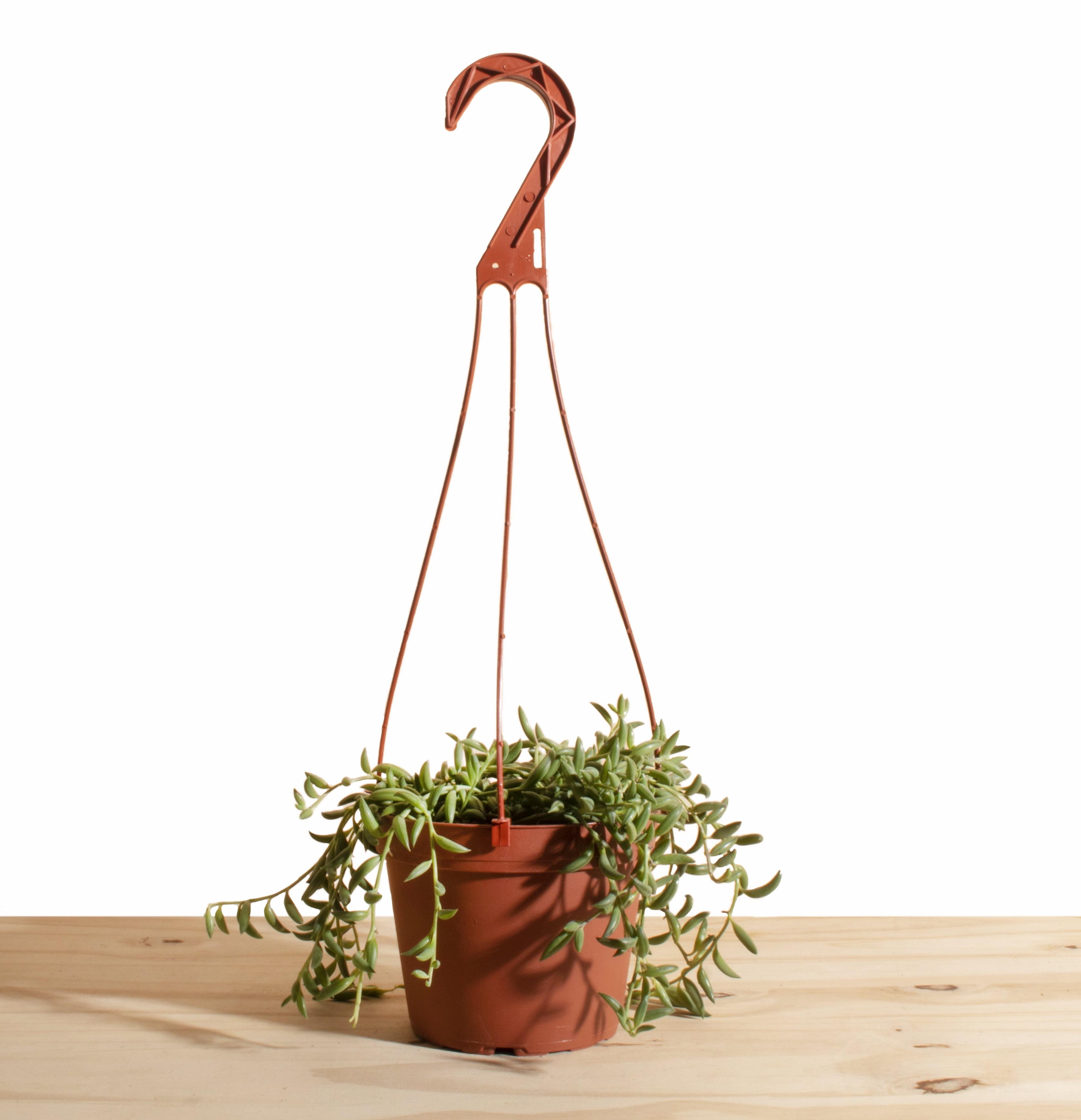 Home Botanicals Hanging String of Fishhook Succulent in 6" Grow Pot with Hanger Included
