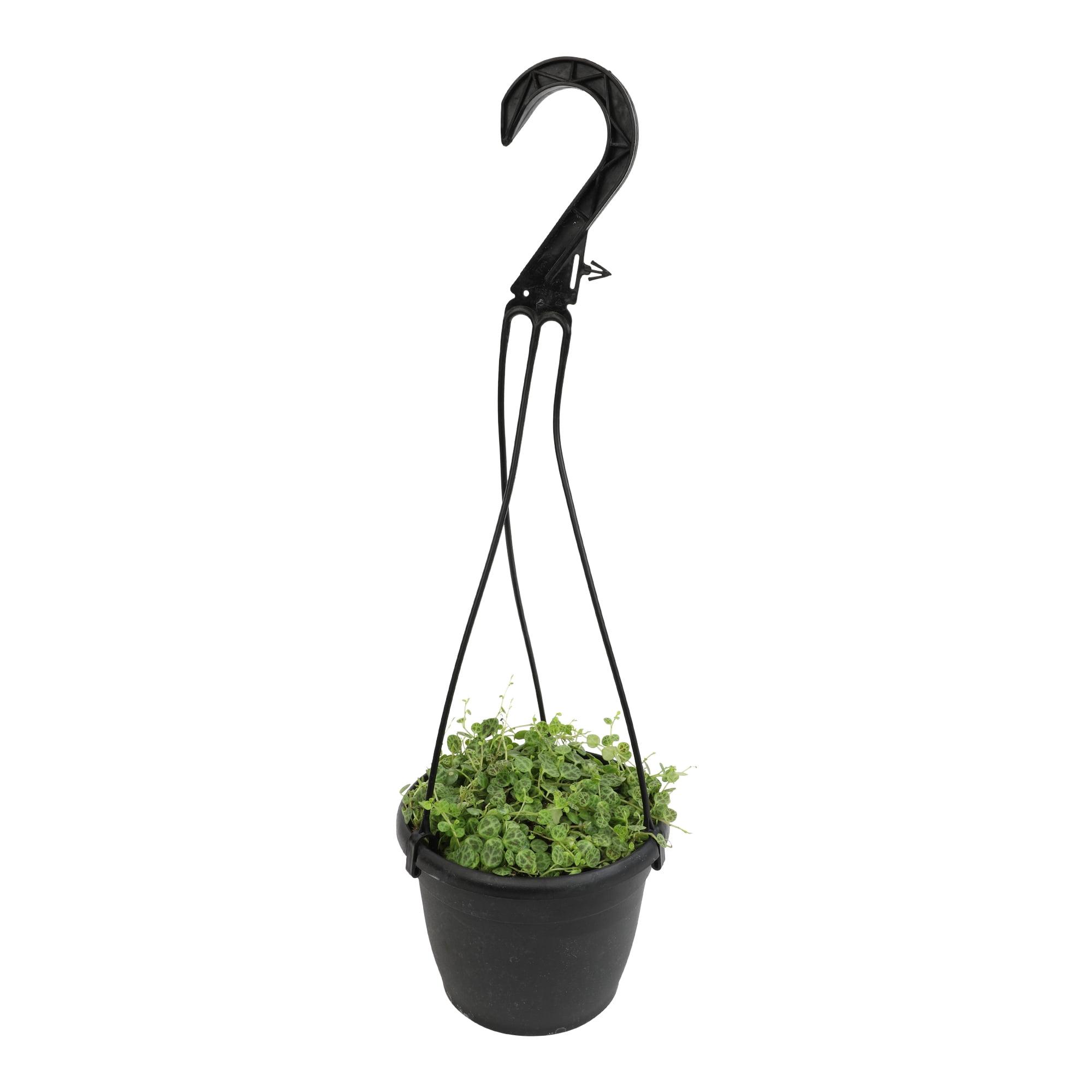 Peperomia Prostrata Green Trailing Succulent in Black Hanging Pot