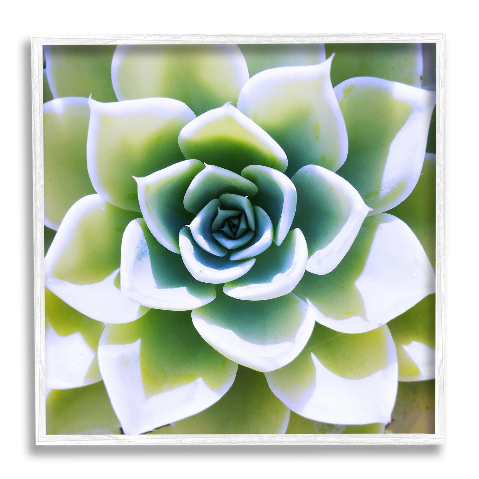 Green Succulent Close Up White Framed Canvas Print, 12" x 12"