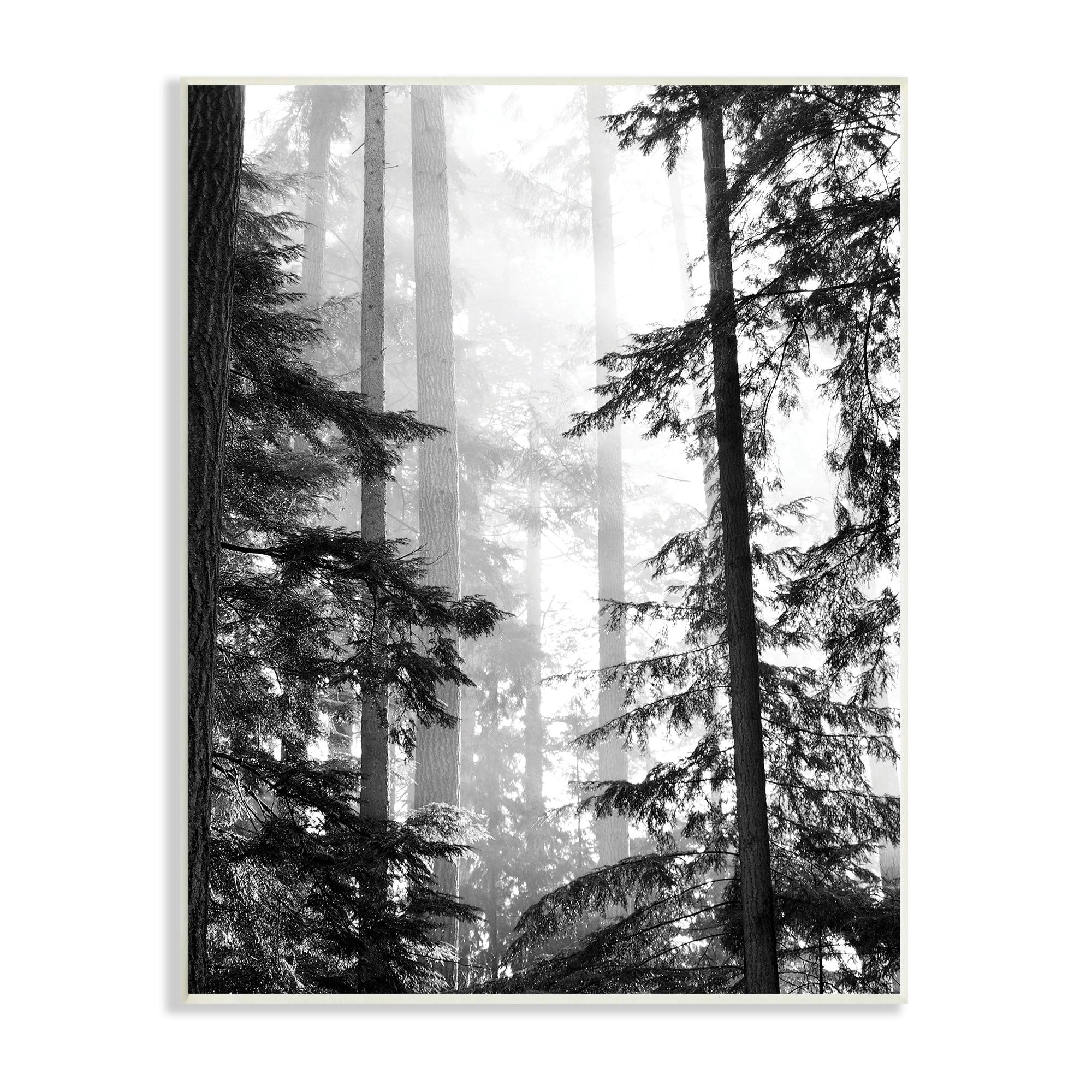 Stupell Industries " Forest Light Shining Through Tall Trees Landscape " by Gail Peck