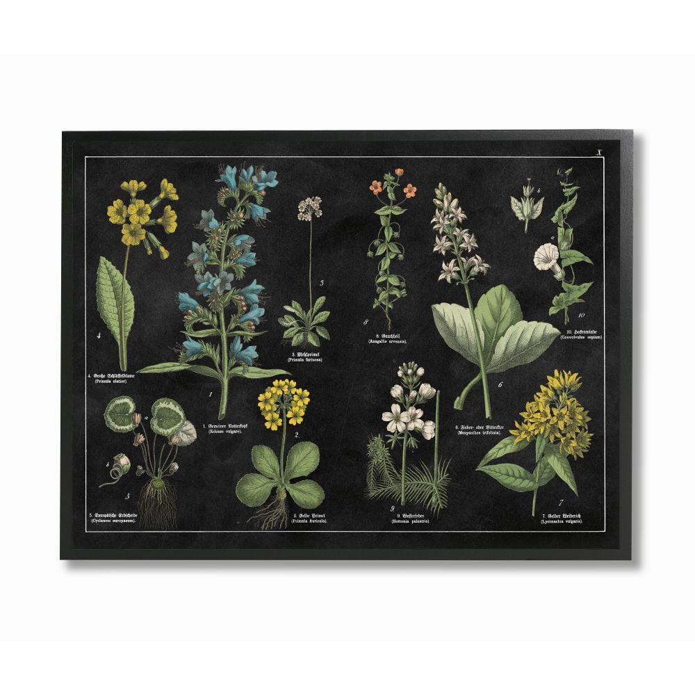 Antique Botanical Flower Chart Print on Canvas with Black Frame, 24" x 30"