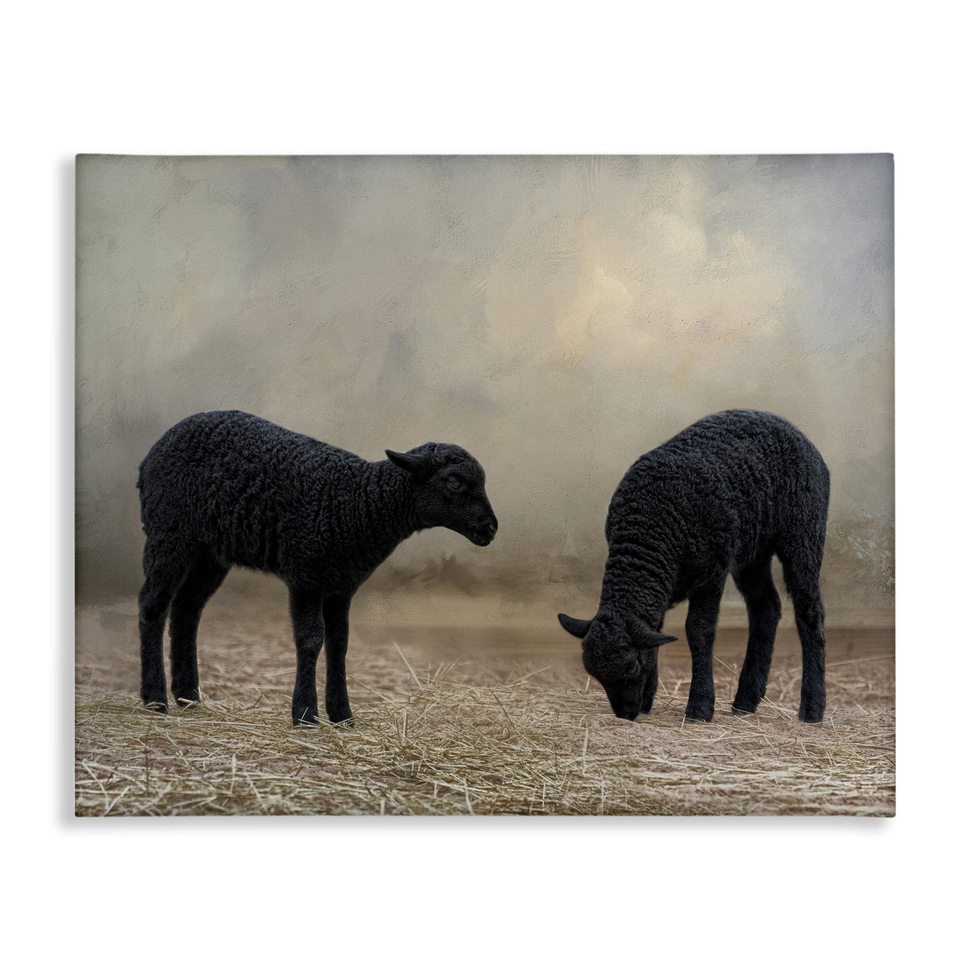 Stupell Industries Black Sheep Grazing Animals & Insects Photography Gallery Wrapped Canvas Art Print Wall Art, 20 x 16